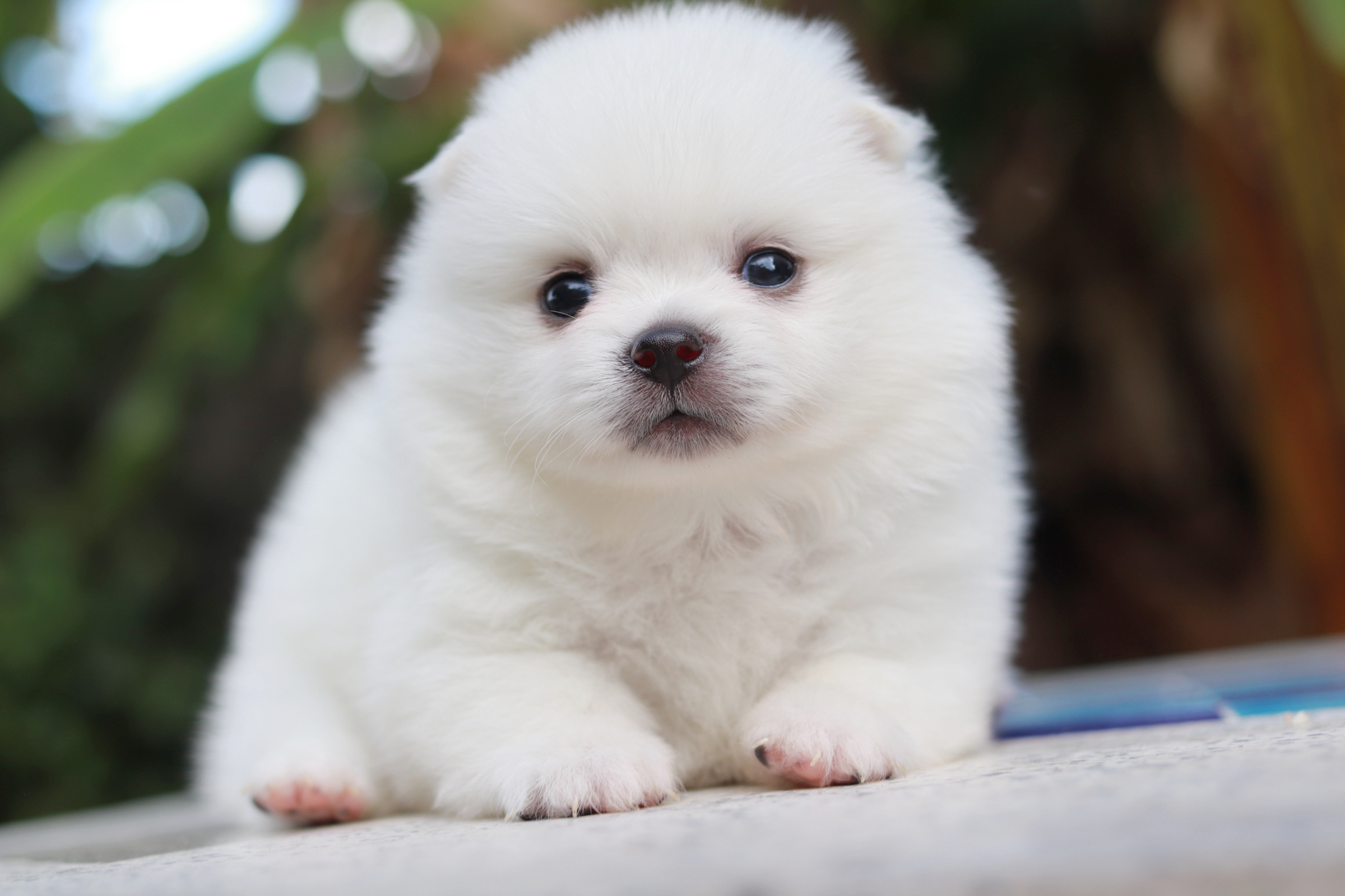 ปอมเมอเรเนียน เพศผู้ หน้าฟ็อก ไซส์ปกติสีขาว