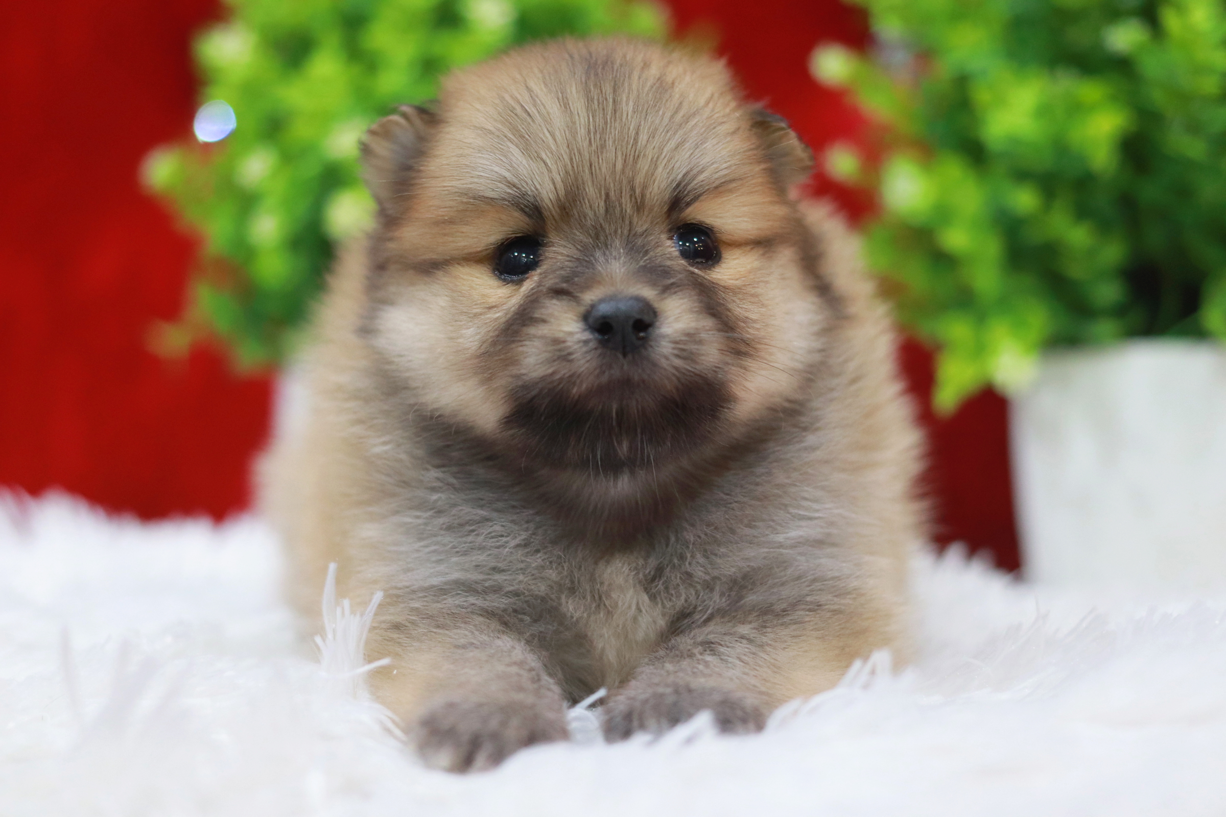 ปอมเมอเรเนียน เพศเมียส้ม หน้าฟ็อก