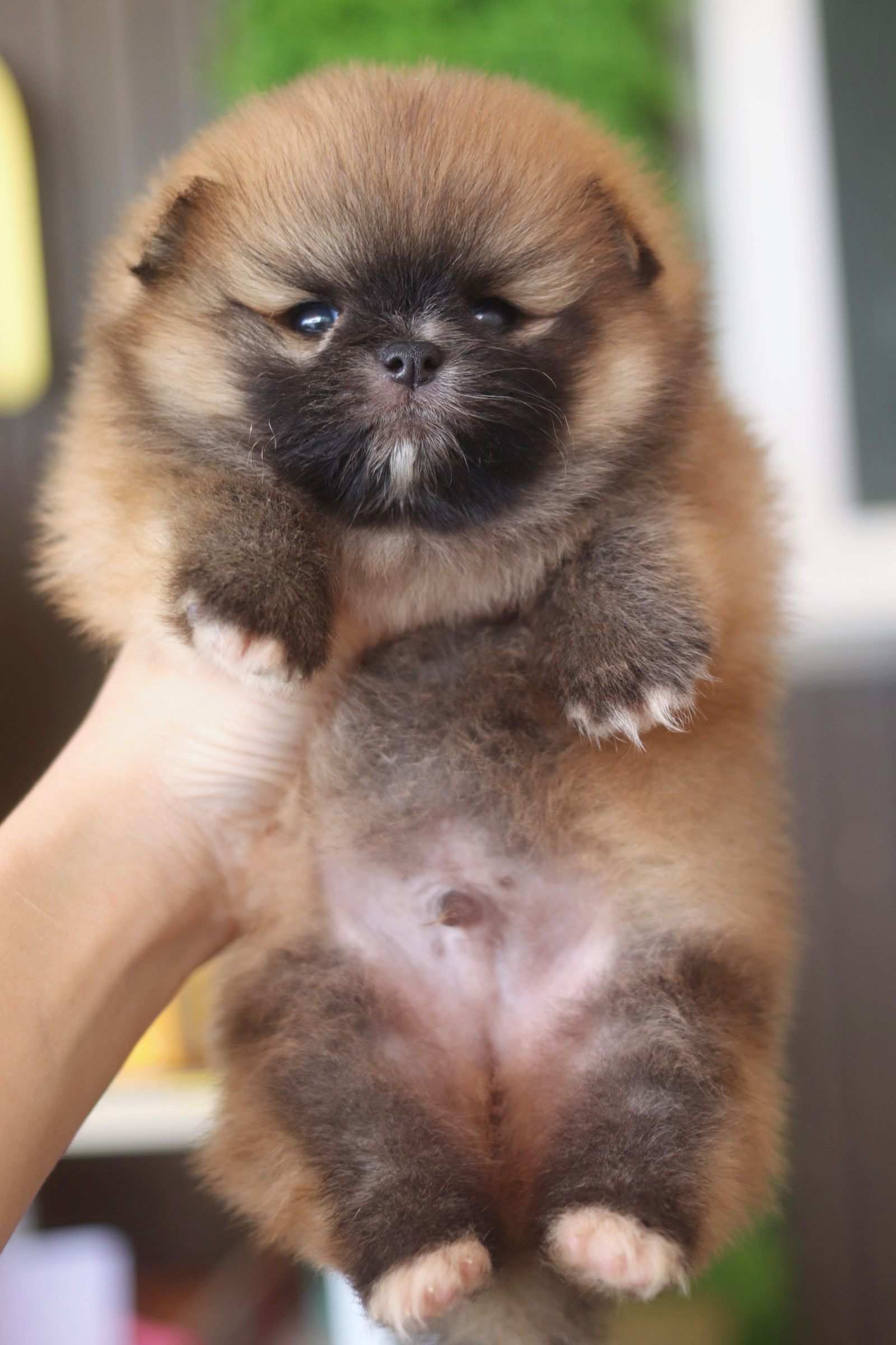 ปอมเมอเรเนียน เพศผู้ สีส้ม