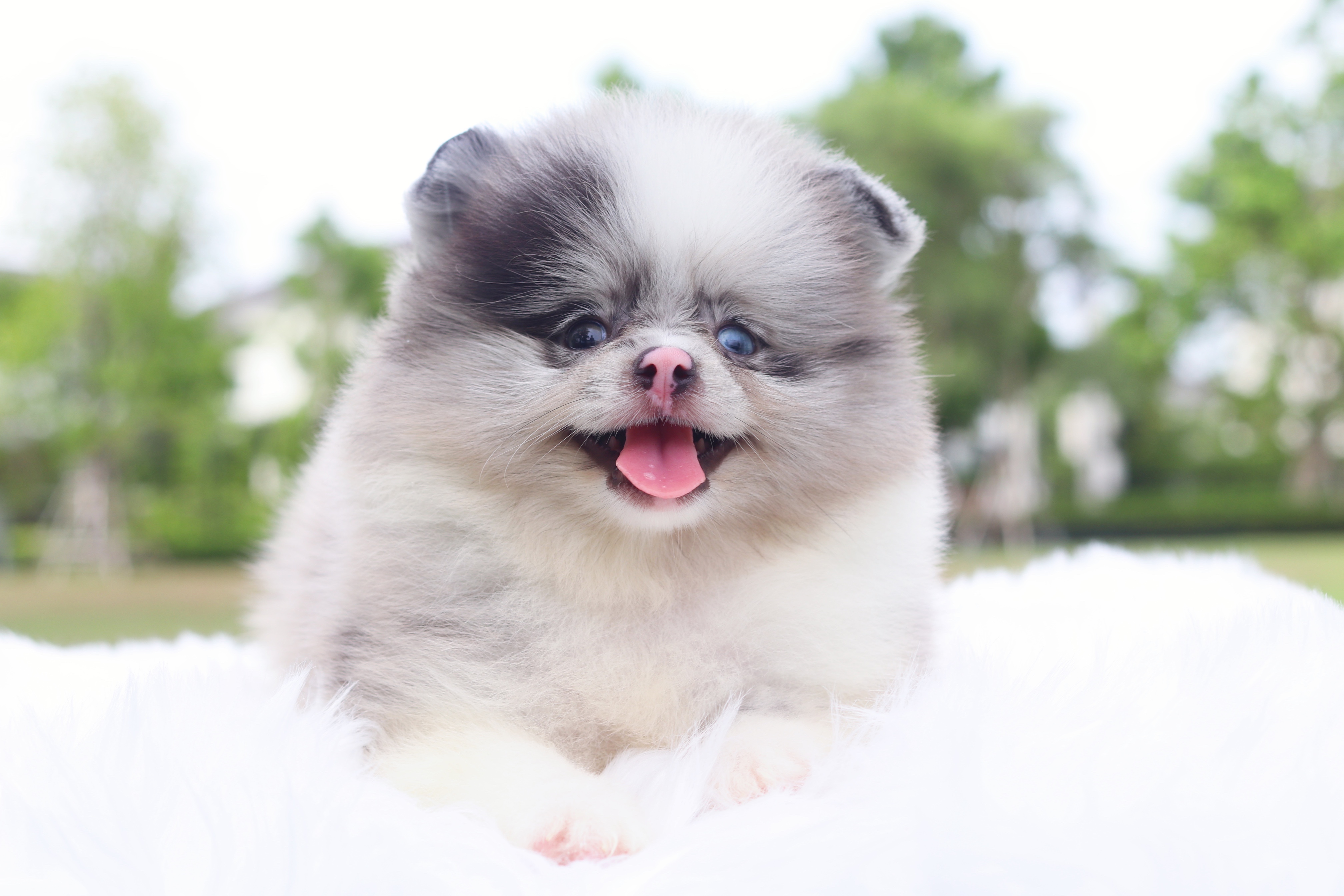 ปอมเมอเรเนียน เพศผู้สีแฟนซีบลูเมอร์เร่ตาสีฟ้า