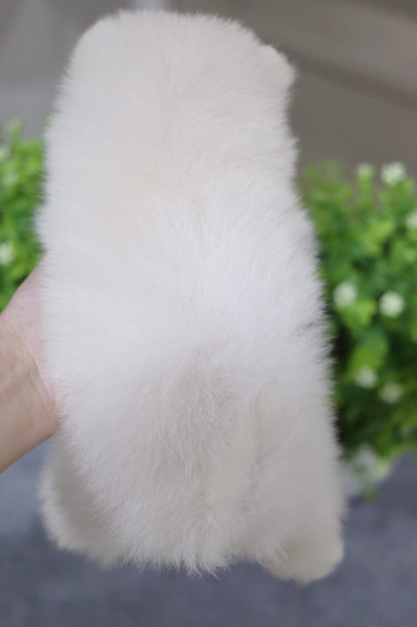 ปอมเมอเรเนียน เพศเมีย