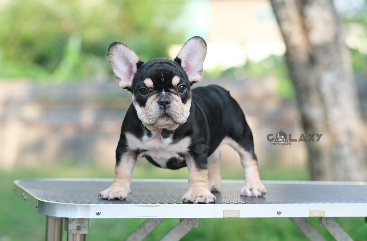 เพศผู้ สีBLACK TAN สีพิเศษ โครงสร้างสวย ตัวหนา กระดูกใหญ่ หน้าย่นๆ พื้นสีดำที่ตัวเป็นสีดำเงาสง่างามมากๆ ใครได้ไปเลี้ยงเสริมบารมี จะโชคดี ดีมีชัย และเป็นสง่าราศีกับคนจูงอย่างแน่นอน, ได้รับการฉีดวัคซีนรวมป้องกัน5โรค ,สุนัขร่างกายสมบูรณ์แข็งแรง สุขภาพจิตดีทุ