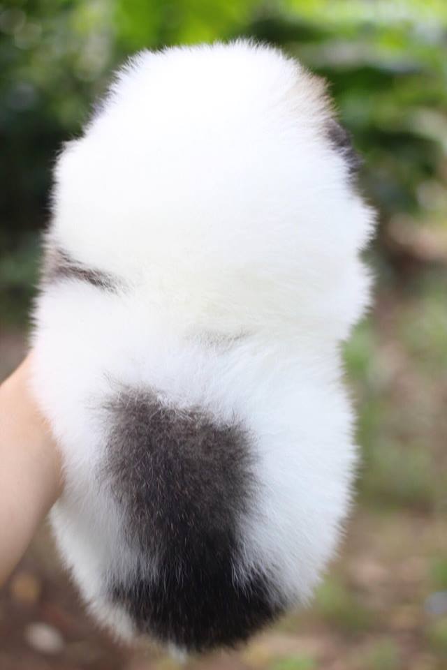 ปอมเมอเรเนียน เพศผู้