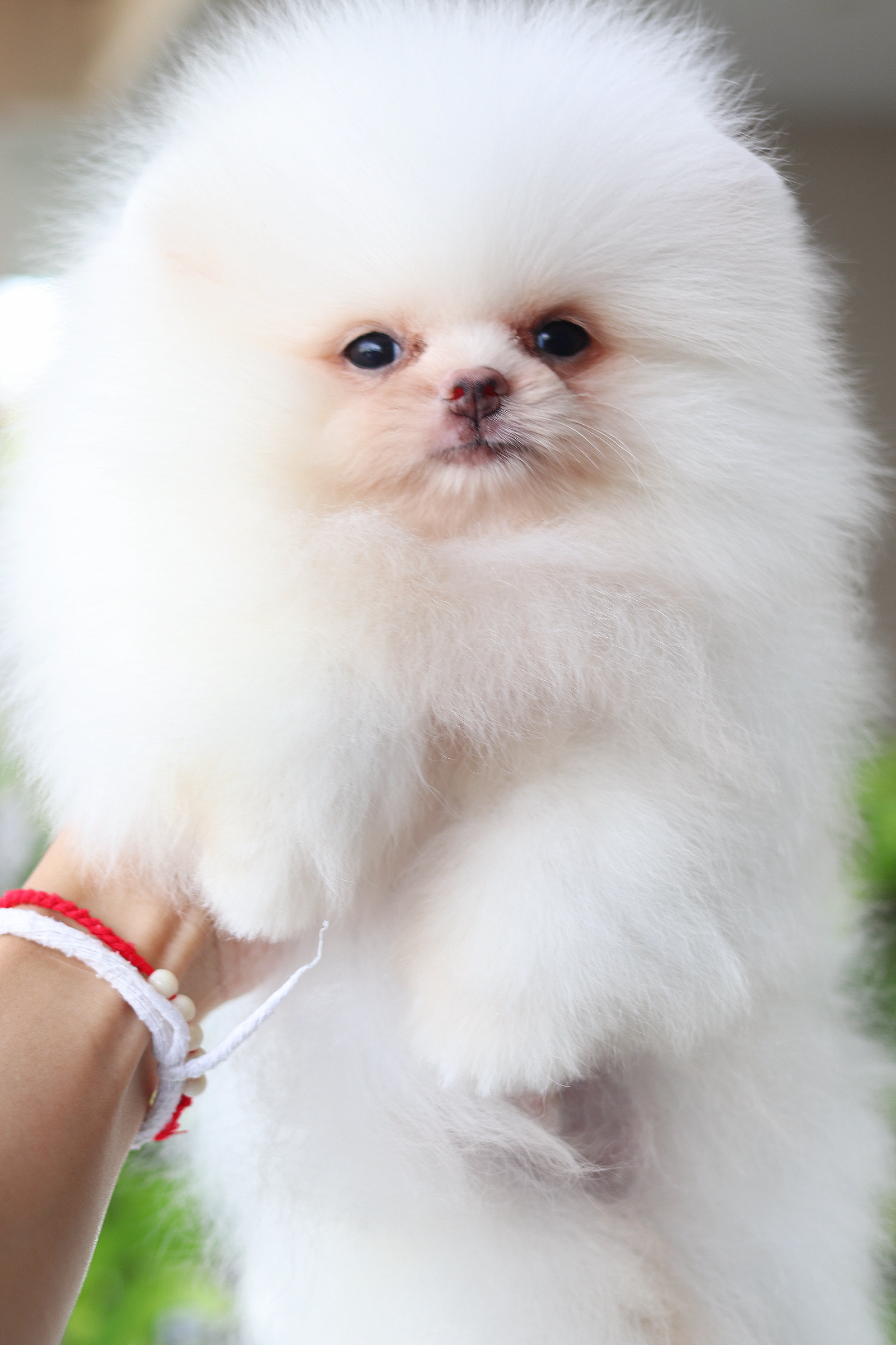 ปอมเมอเรเนียน เพศผู้ สีขาวเกรดโชว์