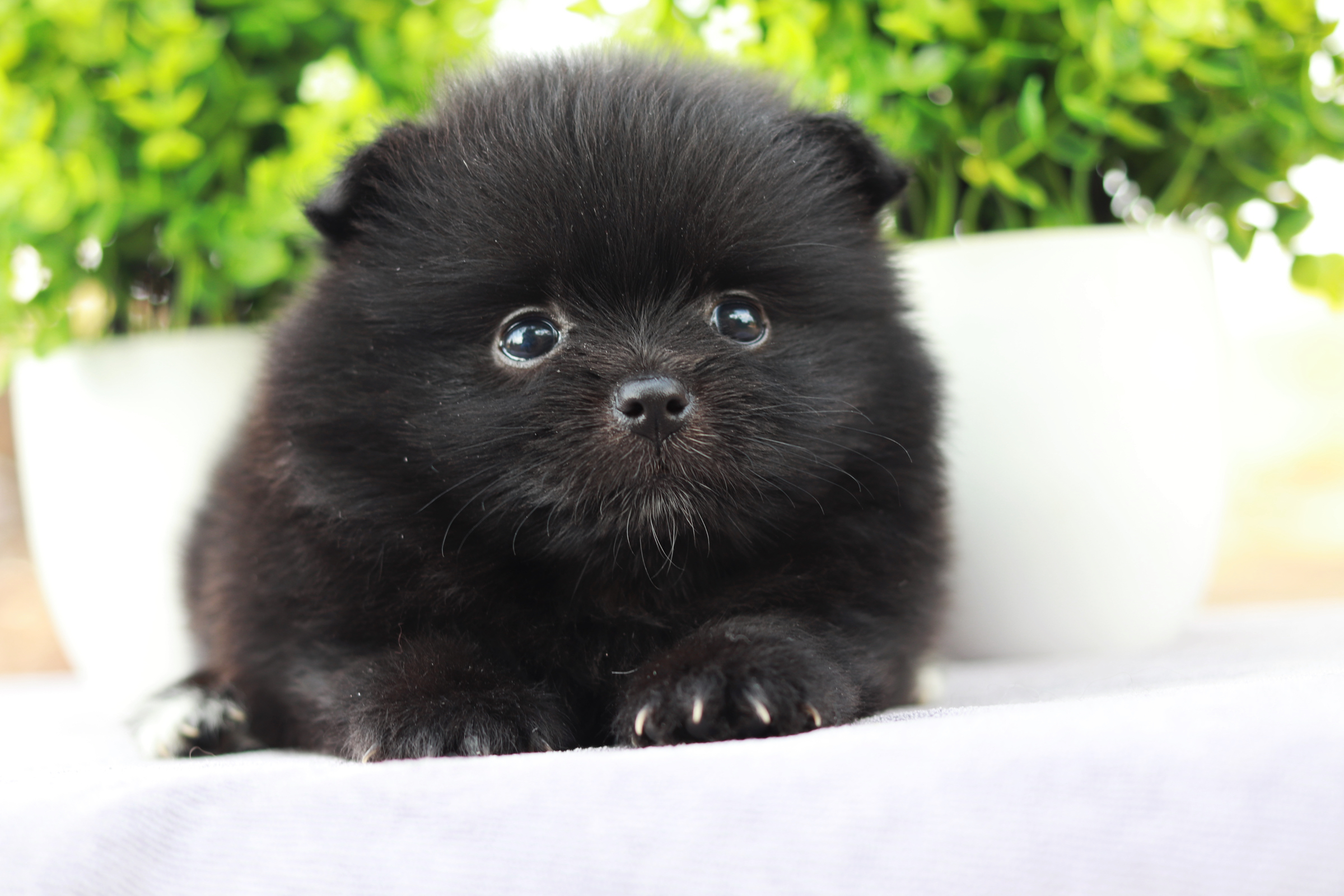 ปอมเมอเรเนียน เพศเมีย