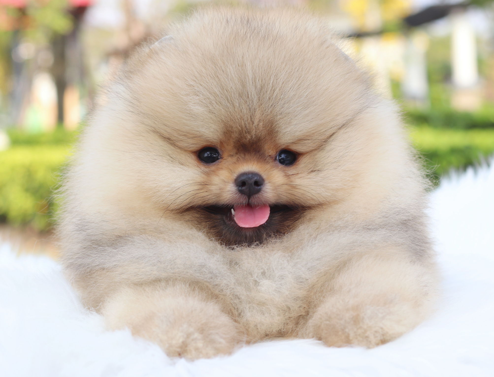 ปอมเมอเรเนียน เพศผู้ สีส้มเกรดโชว์