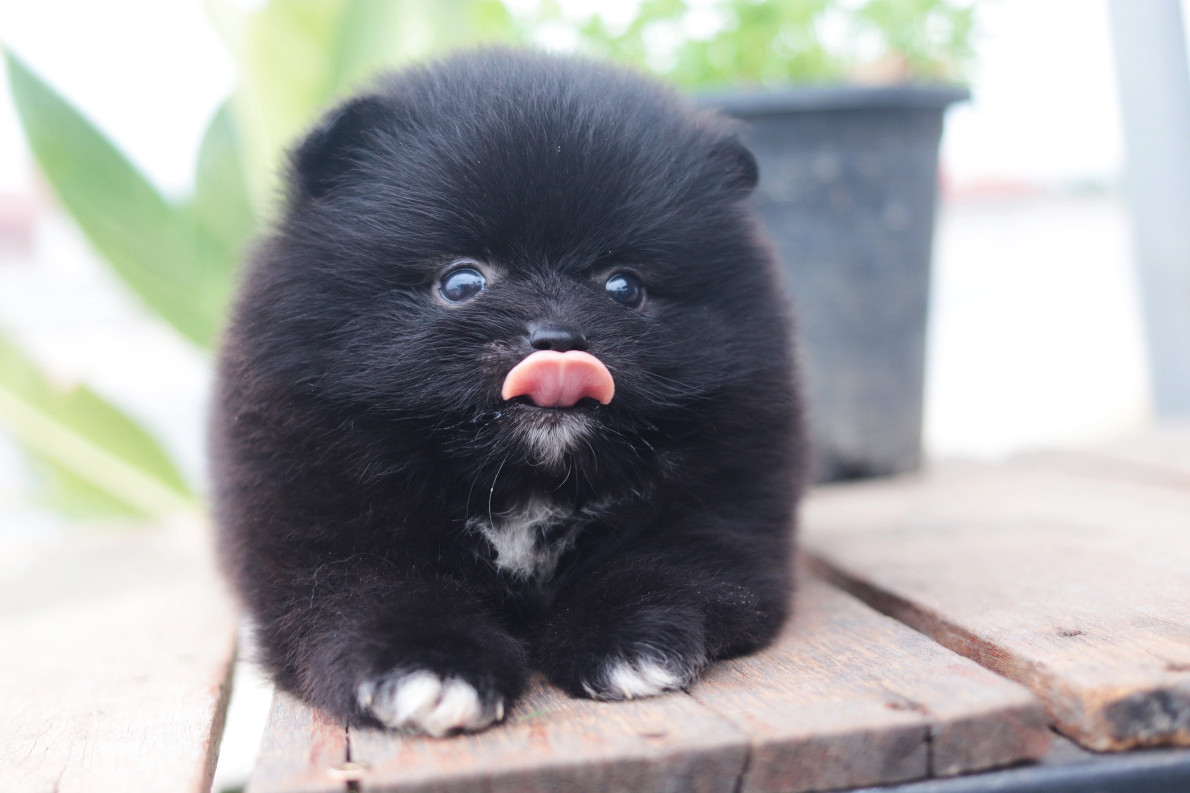 ปอมเมอเรเนียน เพศผู้ สีดำ