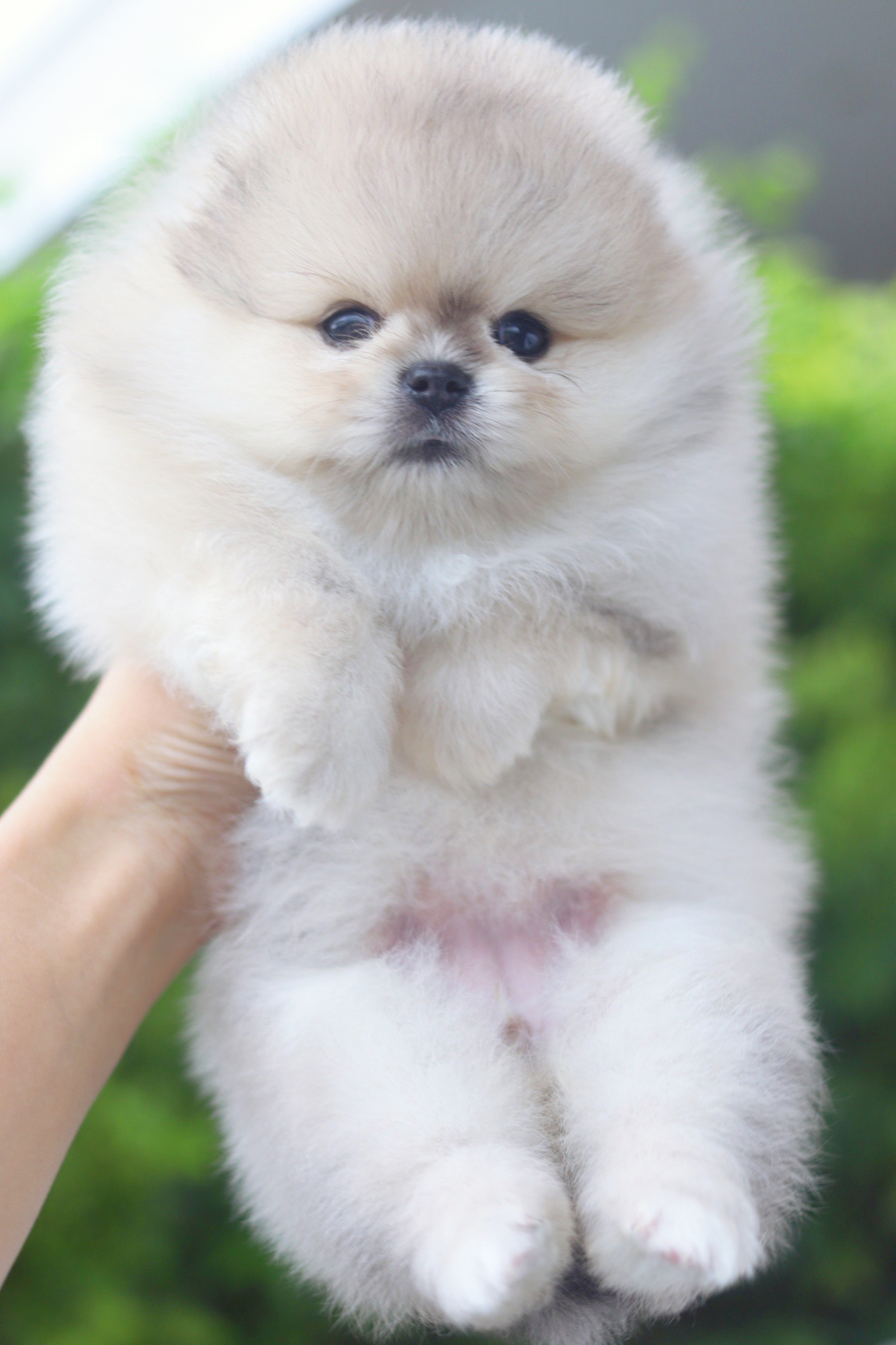 ปอมเมอเรเนียน เพศเมียสีส้ม เกรดโชว์