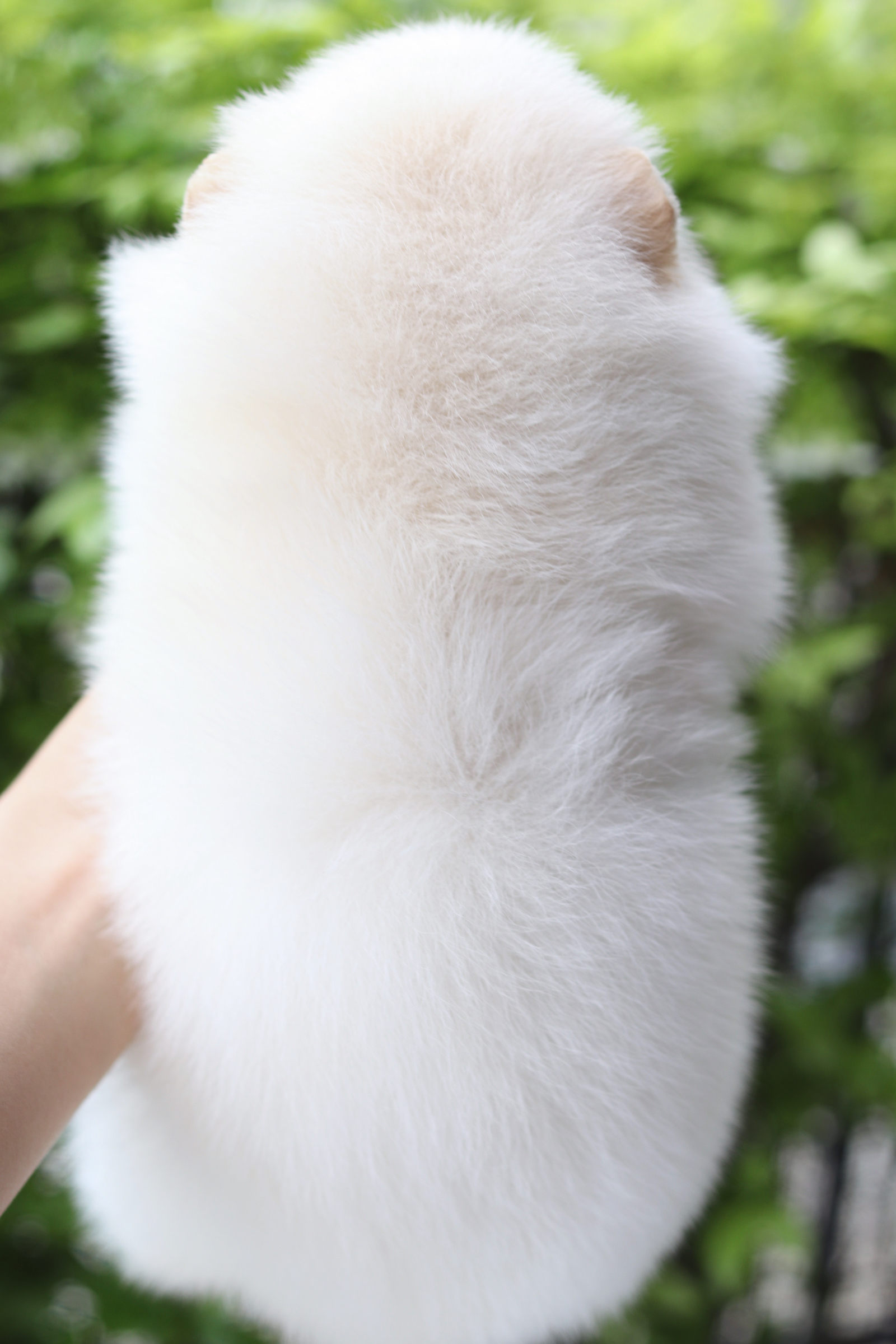 ปอมเมอเรเนียน เพศเมียสีขาวครีม