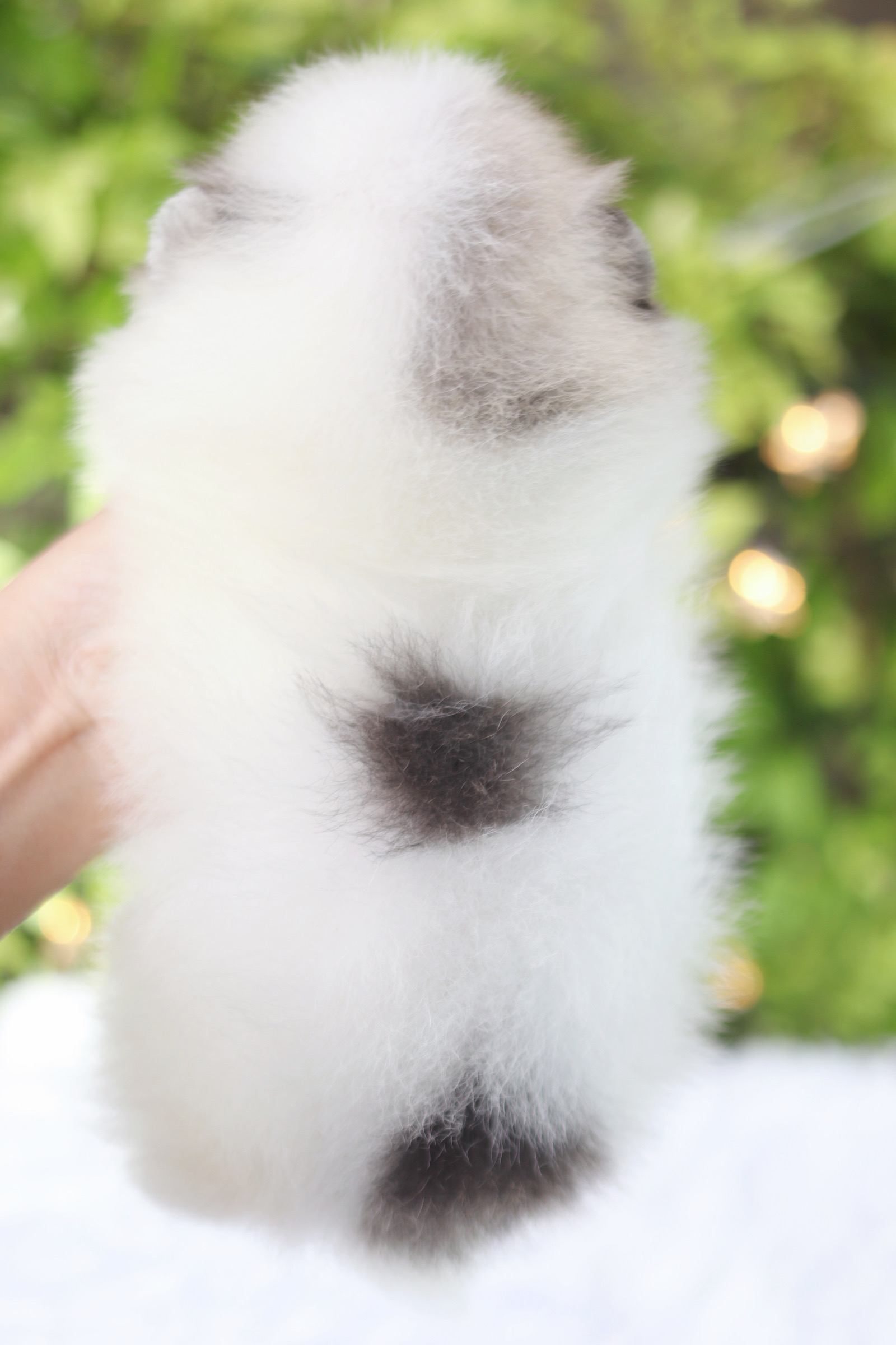 ปอมเมอเรเนียน เพศเมียสีแฟนซีเกรดโชว์