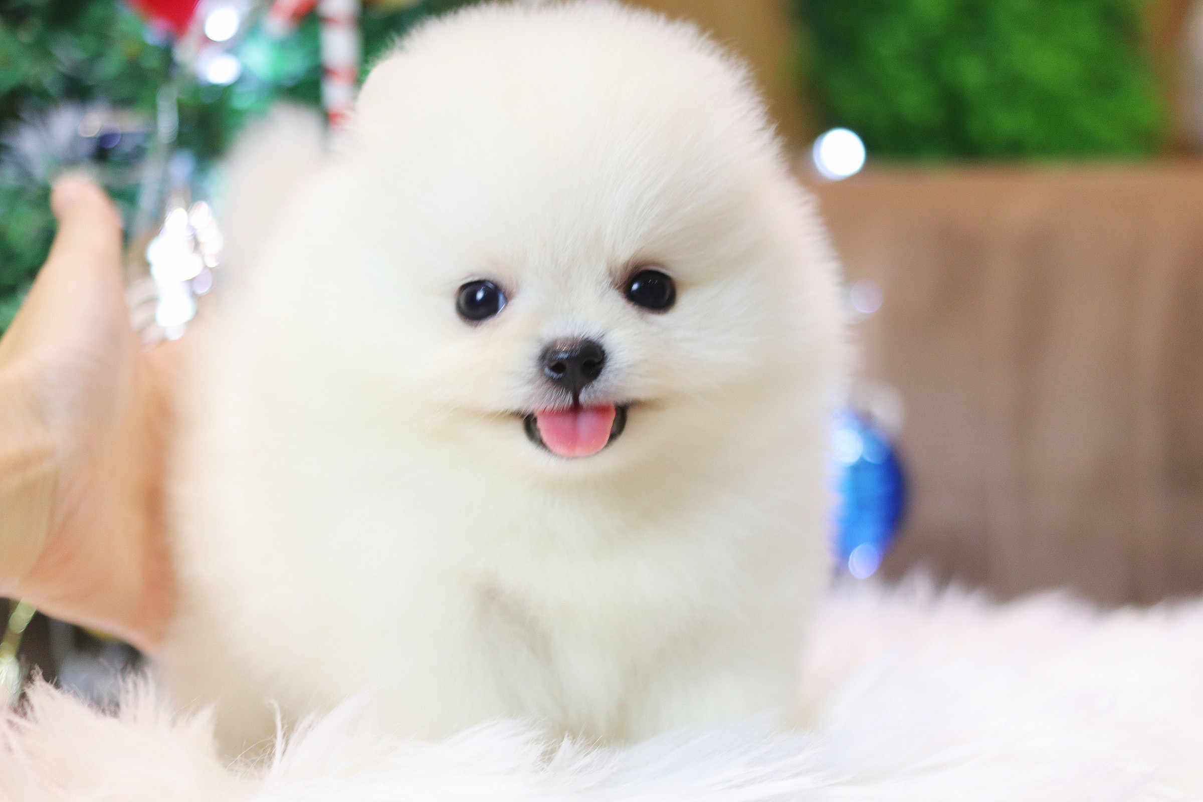 ปอมเมอเรเนียน เพศเมียสีขาวครีมเกรดโชว์