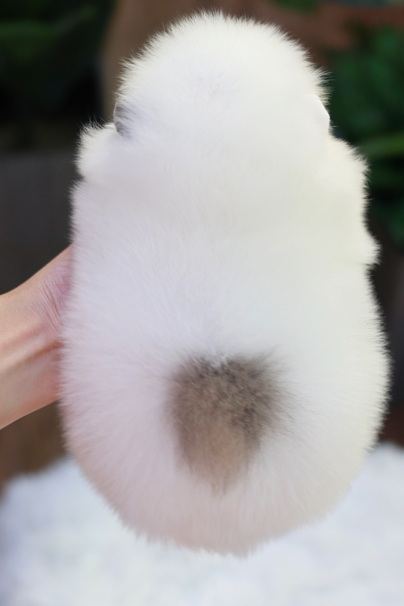 ปอมเมอเรเนียน เพศผู้แฟนซี