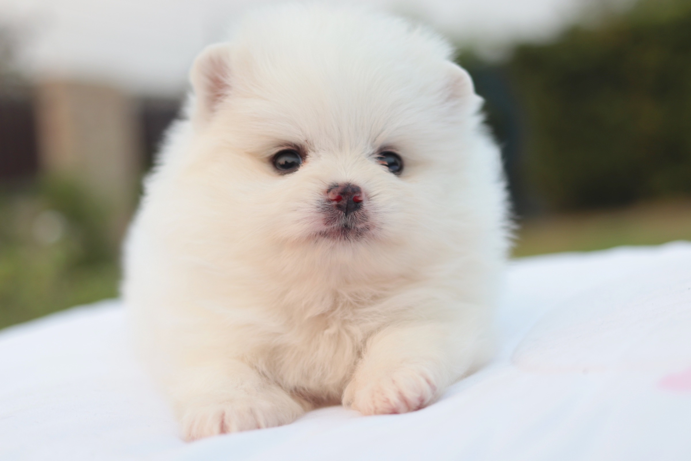 ปอมเมอเรเนียน เพศเมียขาวครีม