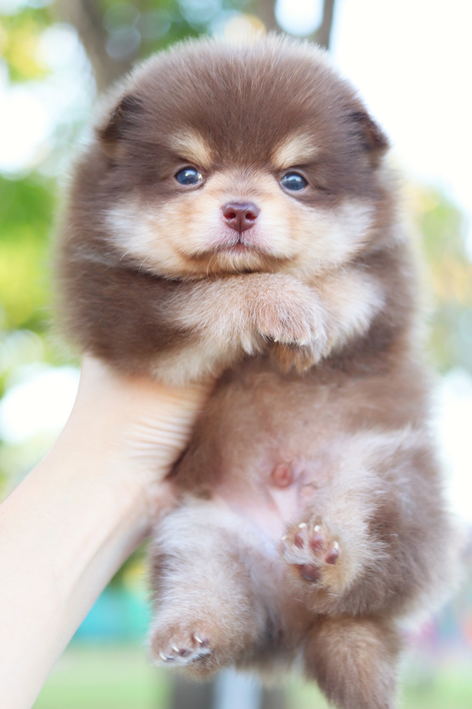 ปอมเมอเรเนียน เพศผู้ สีช็อคแทน