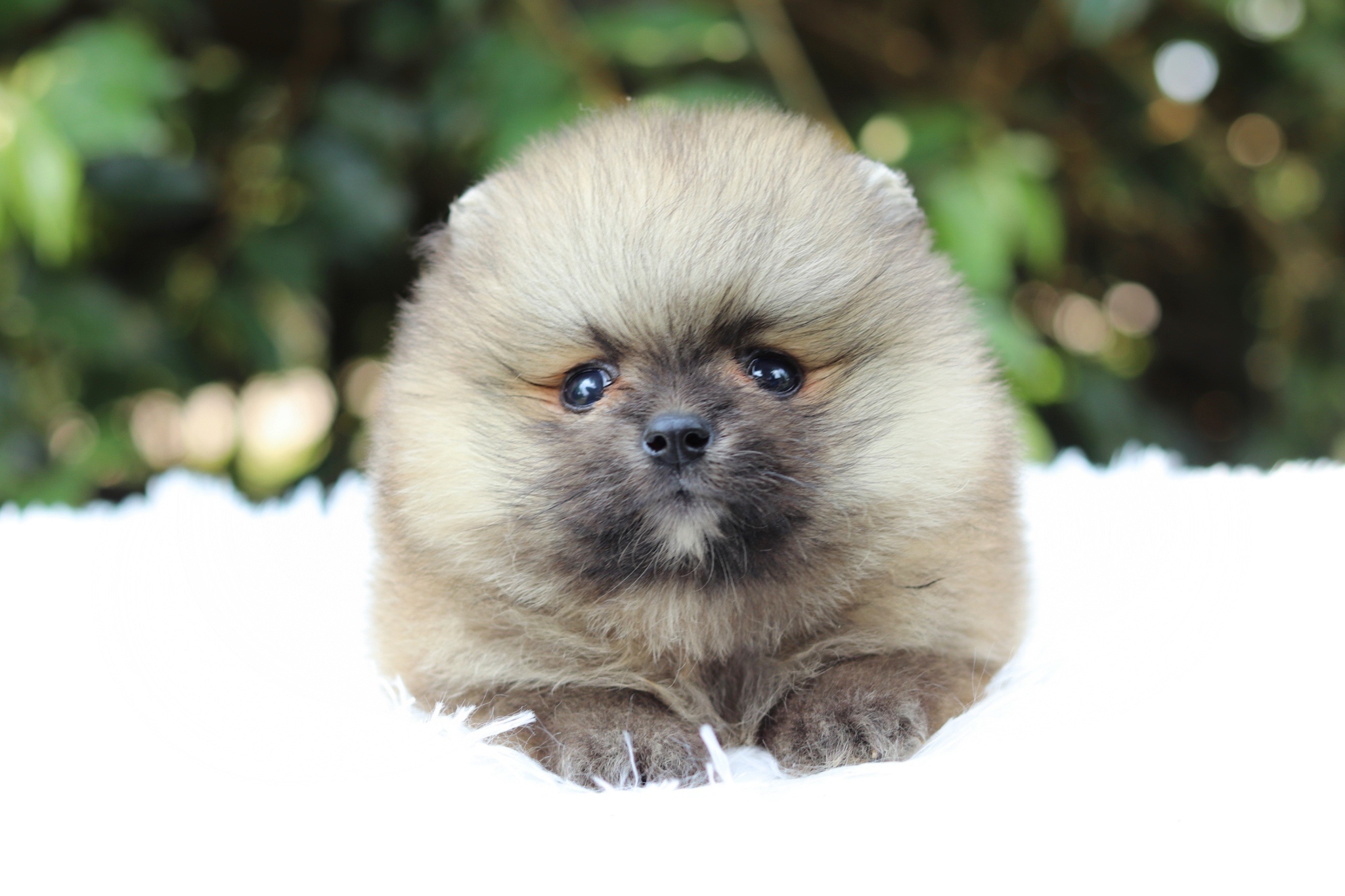 ปอมเมอเรเนียน เพศผู้สีส้ม