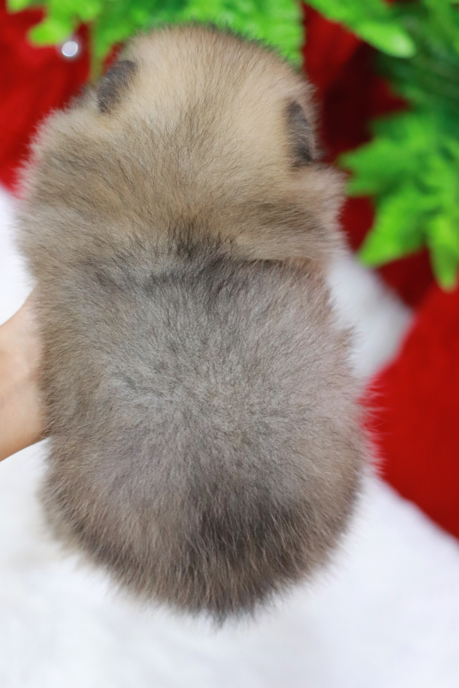 ปอมเมอเรเนียน เพศเมียสีส้มเซเบิ้ลน่าแบ้ววมากกก