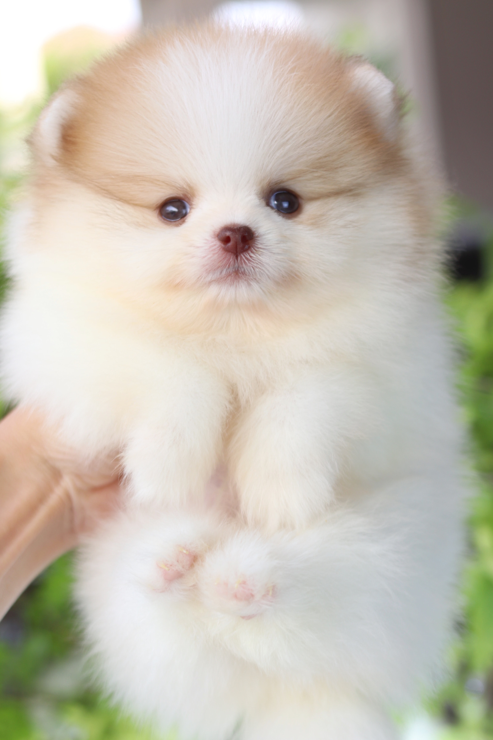 ปอมเมอเรเนียน เพศผู้สีแฟนซี