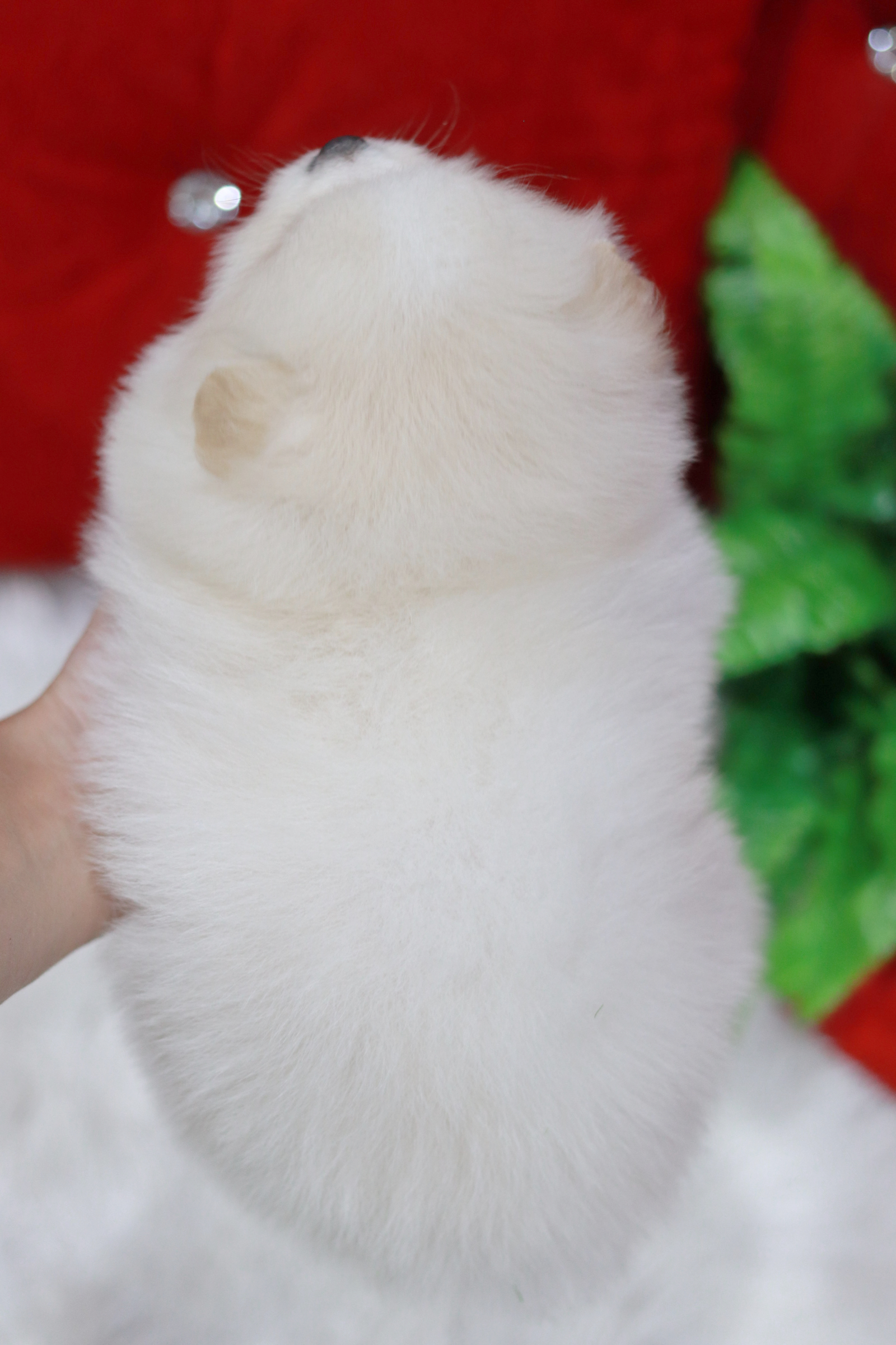 ปอมเมอเรเนียน เพศผู้ ขาวครีมหน้าตุ๊กตา