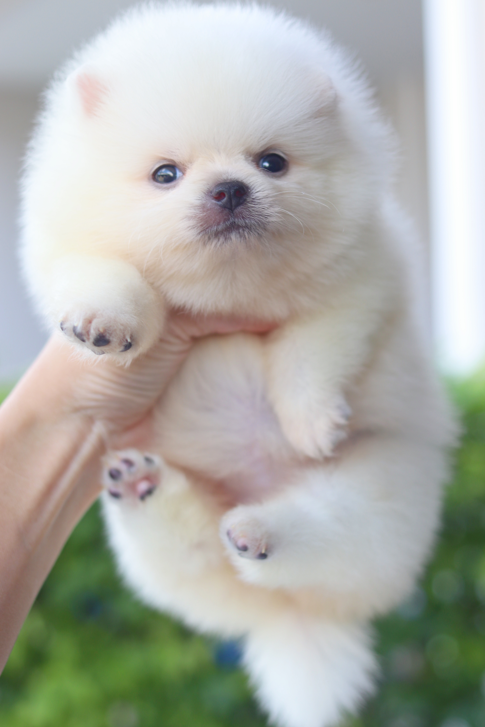 ปอมเมอเรเนียน เพศเมียสีขาวครีม