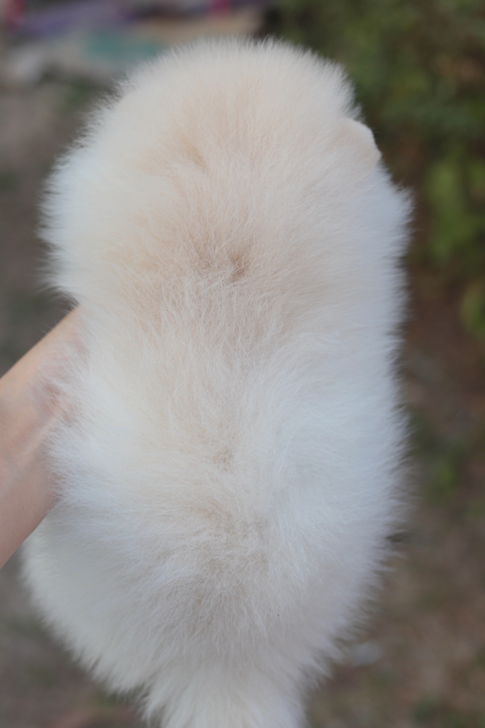 ปอมเมอเรเนียน เพศเมียขาวครีมขนแน่นหน้าตุ๊กตา