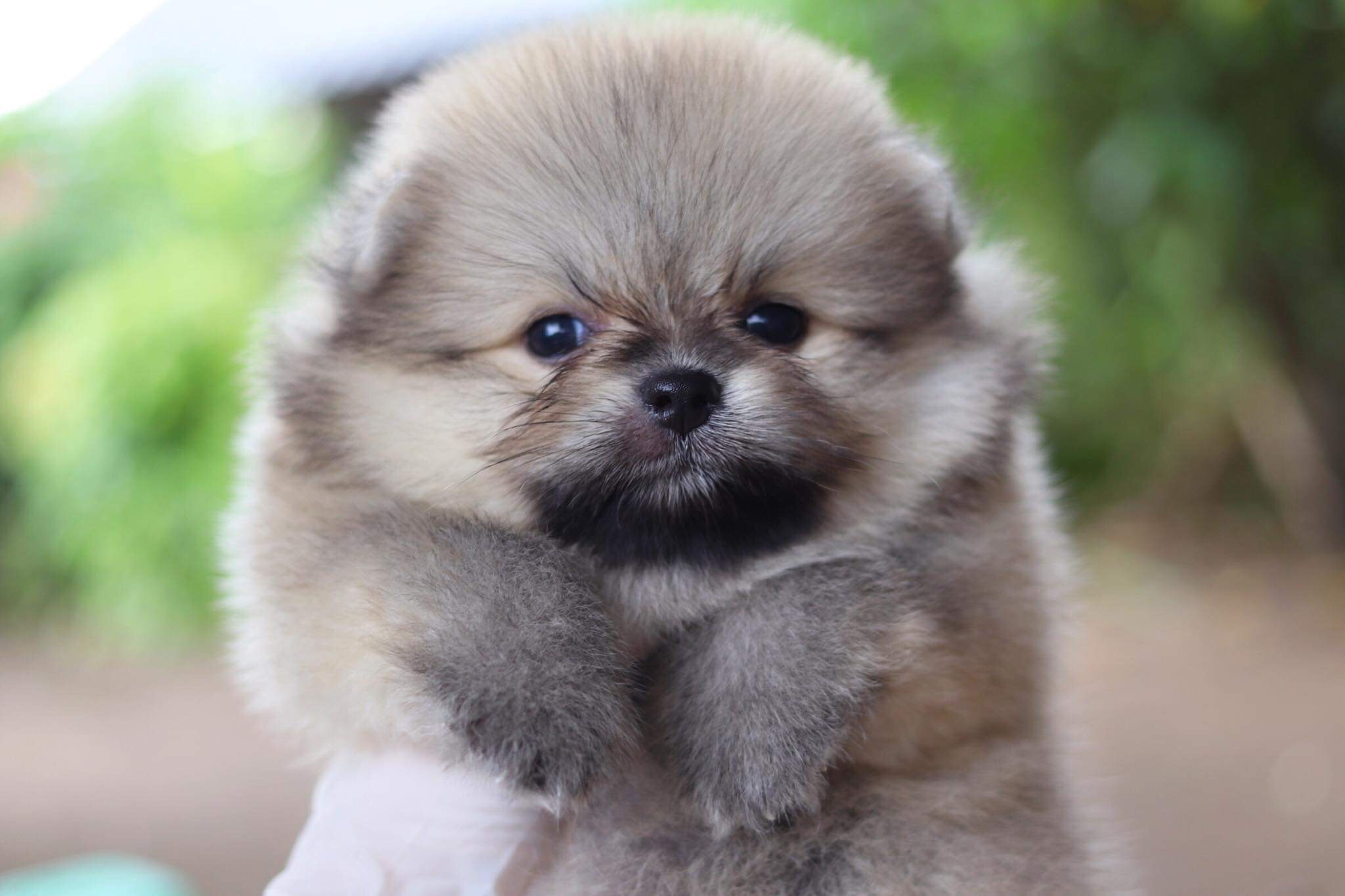 ปอมเมอเรเนียน เพศผู้