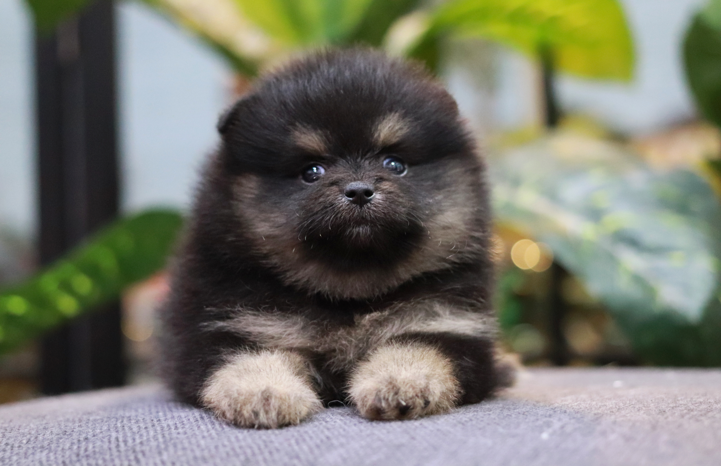 ปอมเมอเรเนียน เพศเมีย แบล็คแทน