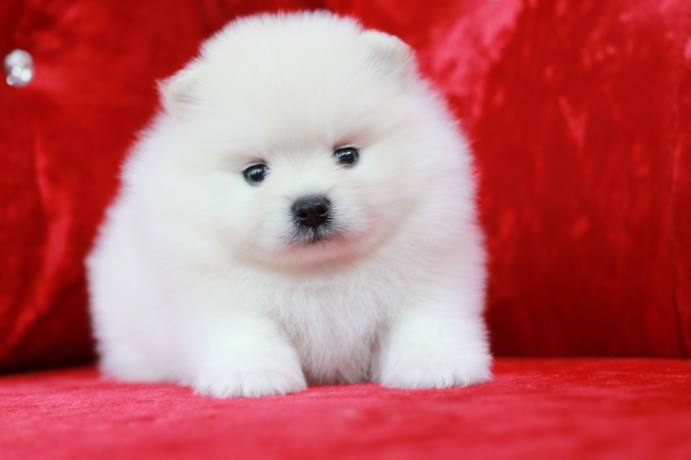 ปอมเมอเรเนียน เพศผู้