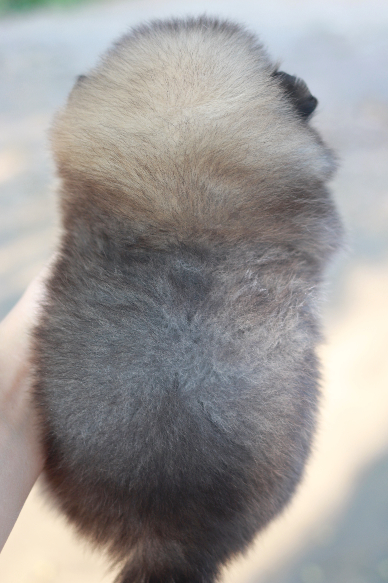 ปอมเมอเรเนียน เพศผู้ส้ม