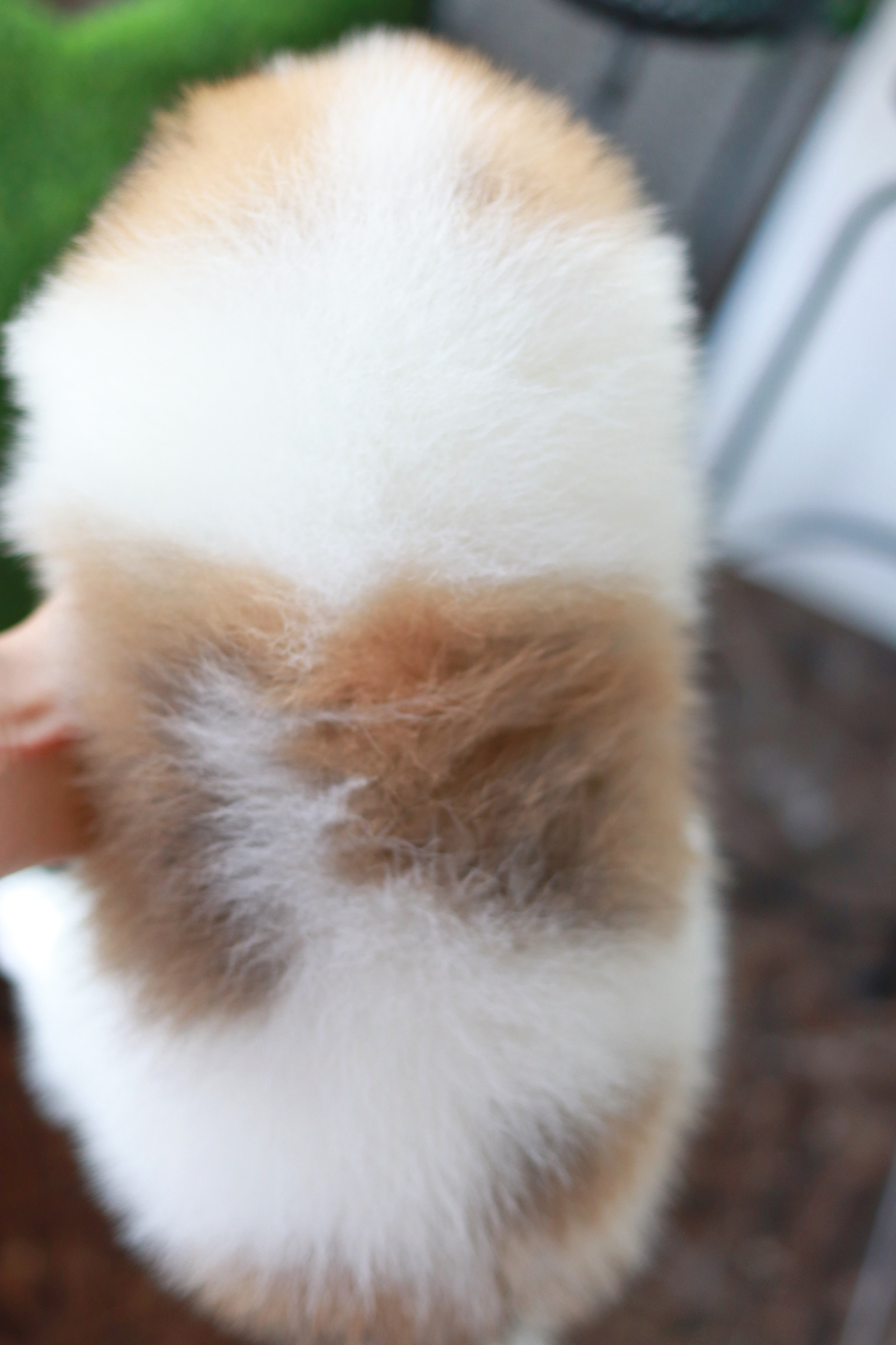 ปอมเมอเรเนียน เพศผู้ แฟนซี