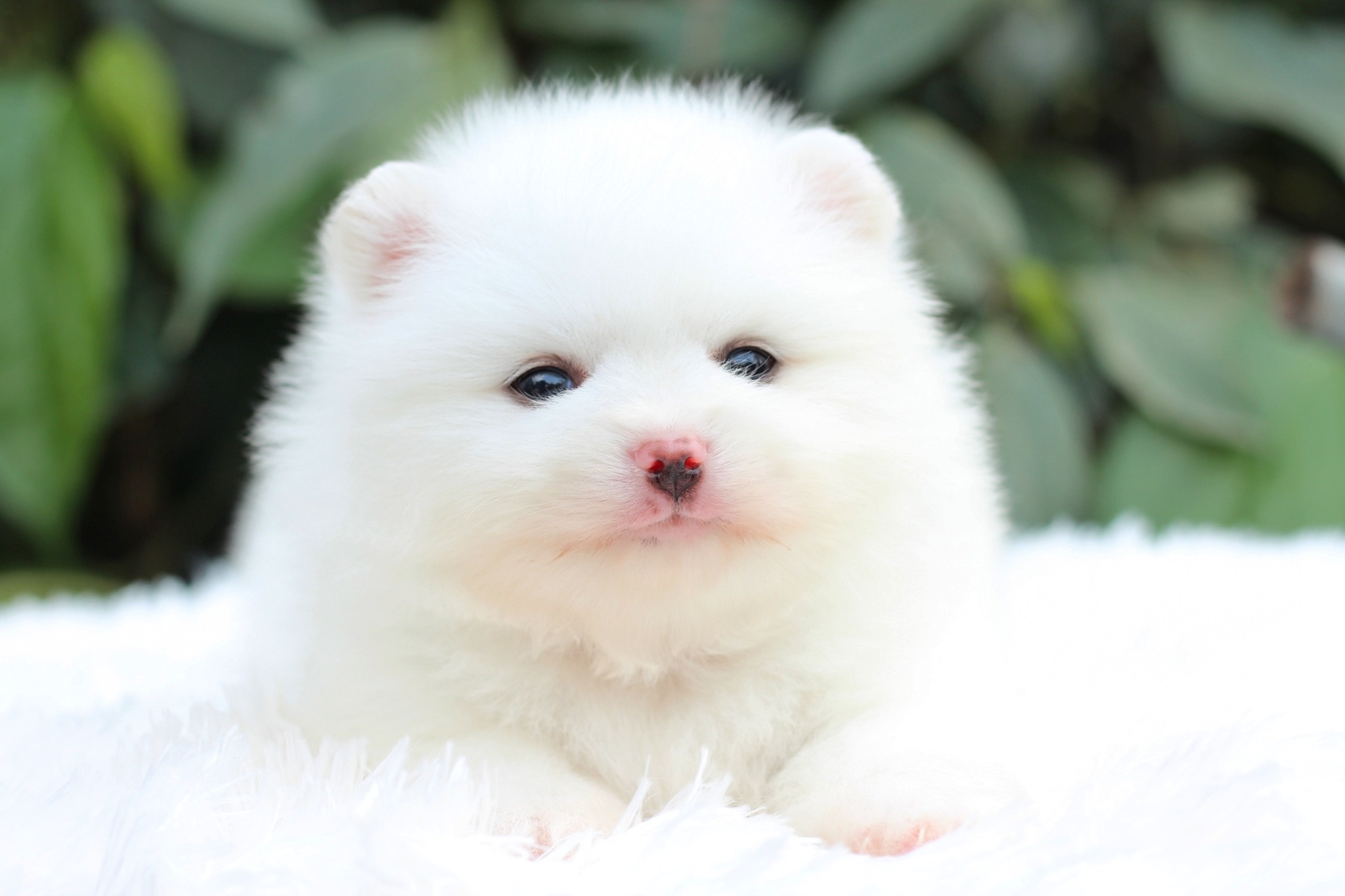 ปอมเมอเรเนียน เพศเมียสีขาว