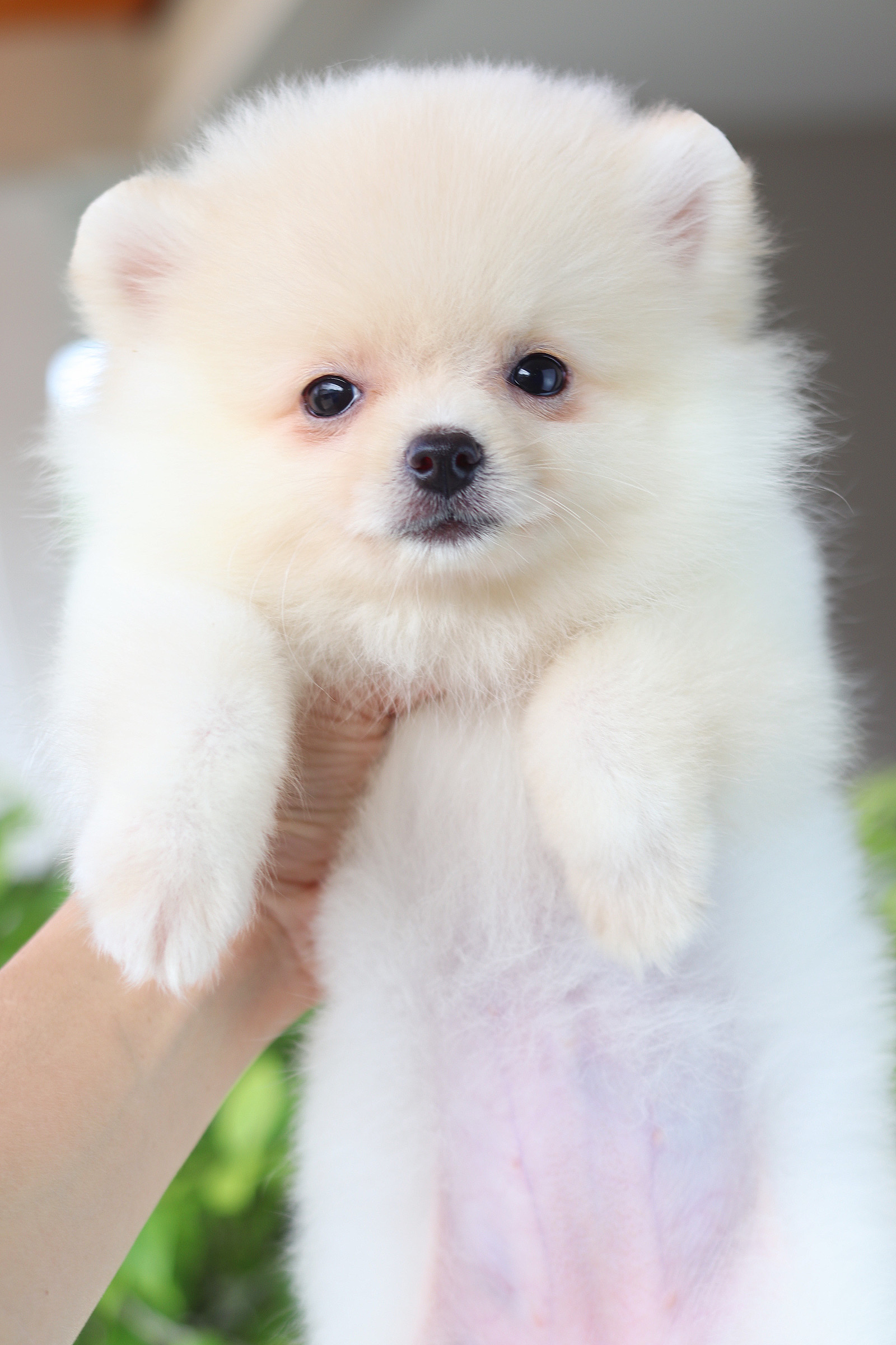 ปอมเมอเรเนียน เพศเมียสีครีม