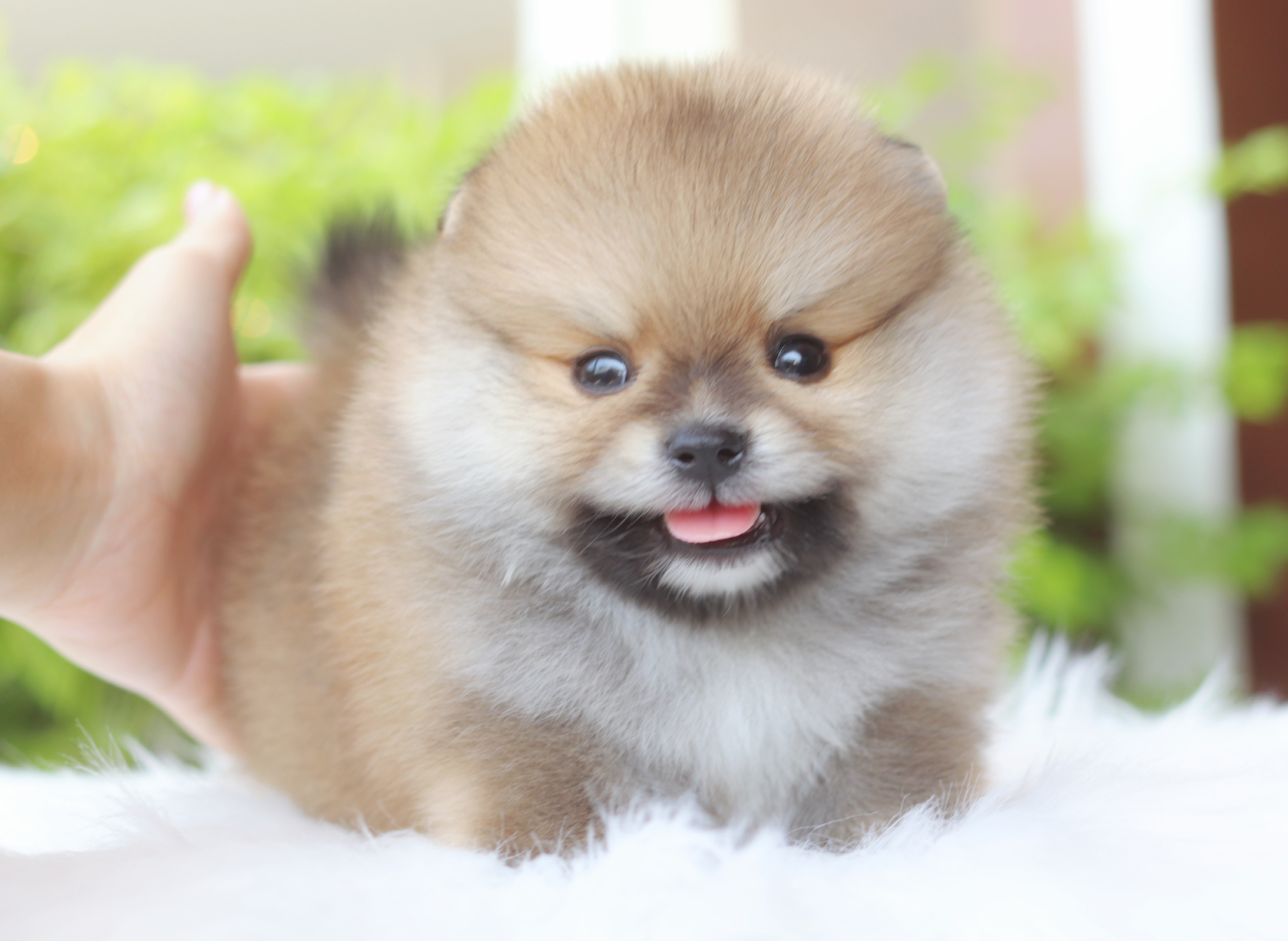 ปอมเมอเรเนียน เพศผู้สีส้ม