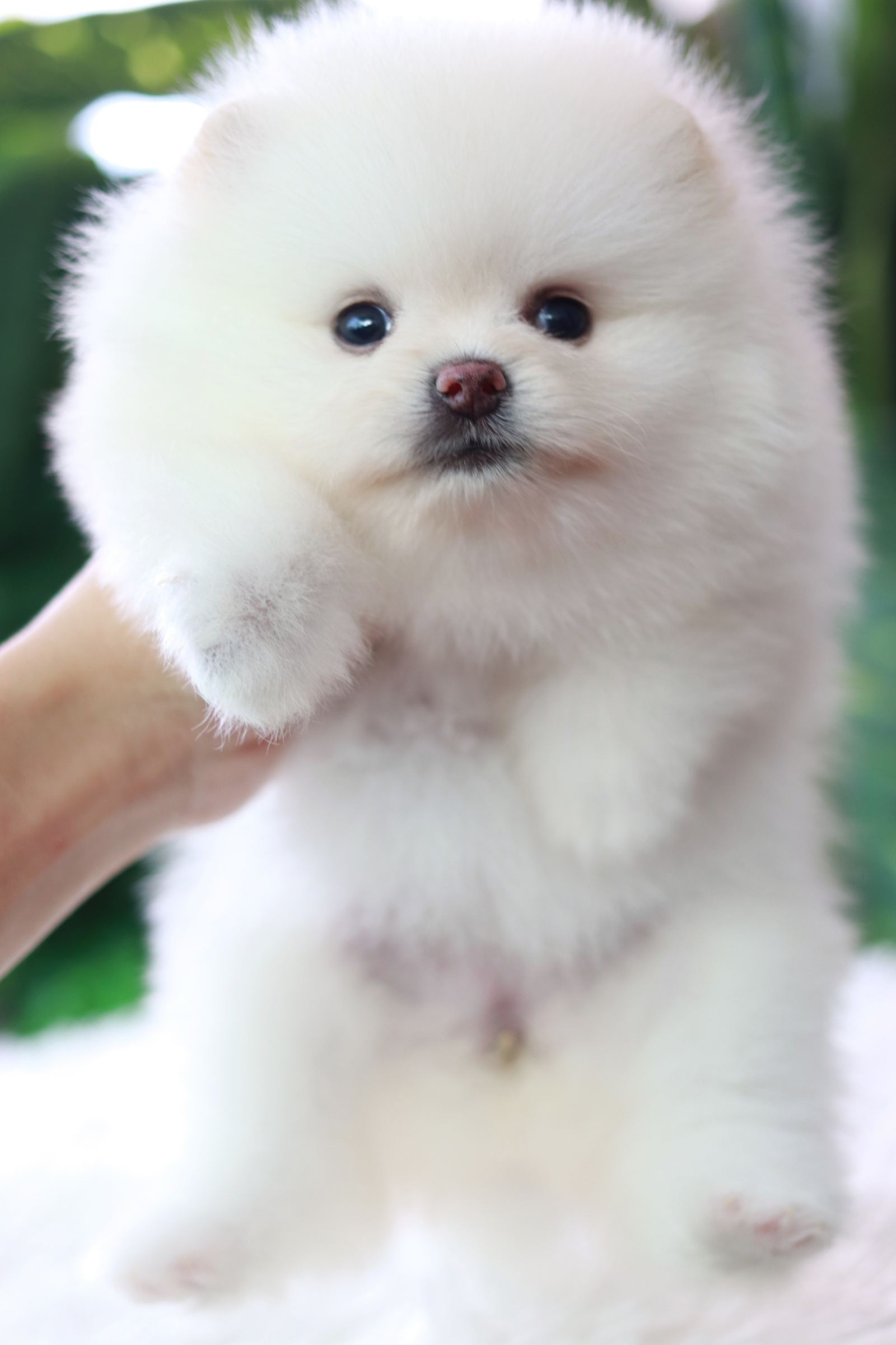 ปอมเมอเรเนียน เพศเมีย เกรดโชว์