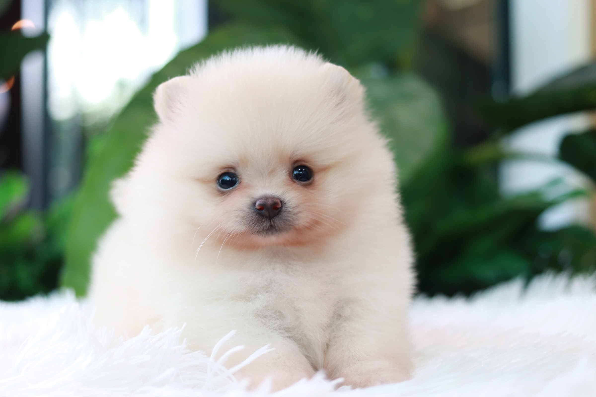 ปอมเมอเรเนียน เพศผู้ ขาวครีมหน้าตุ๊กตา