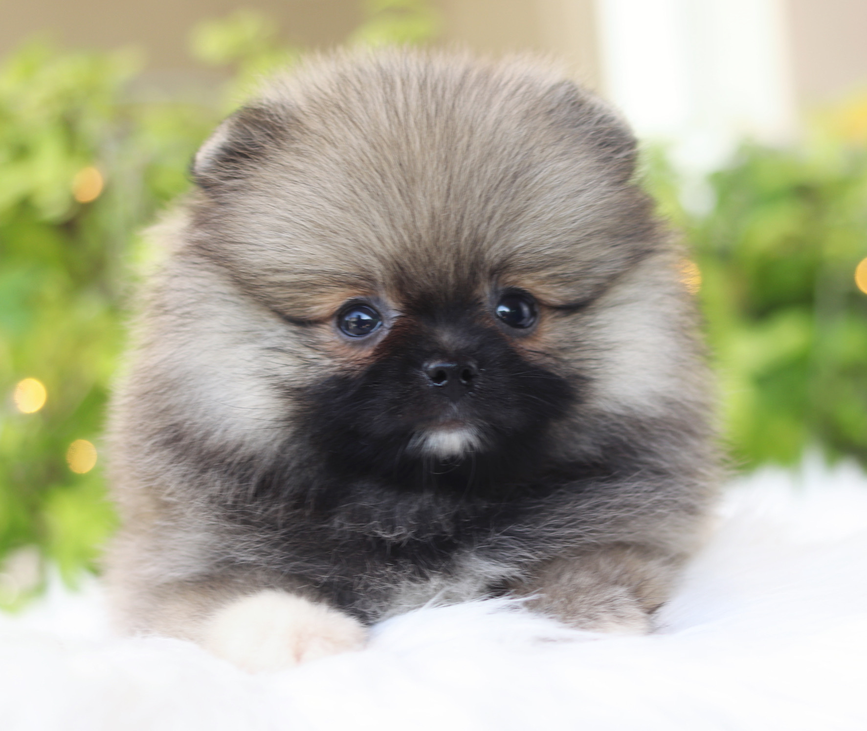 ปอมเมอเรเนียน เพศผู้สีส้ม