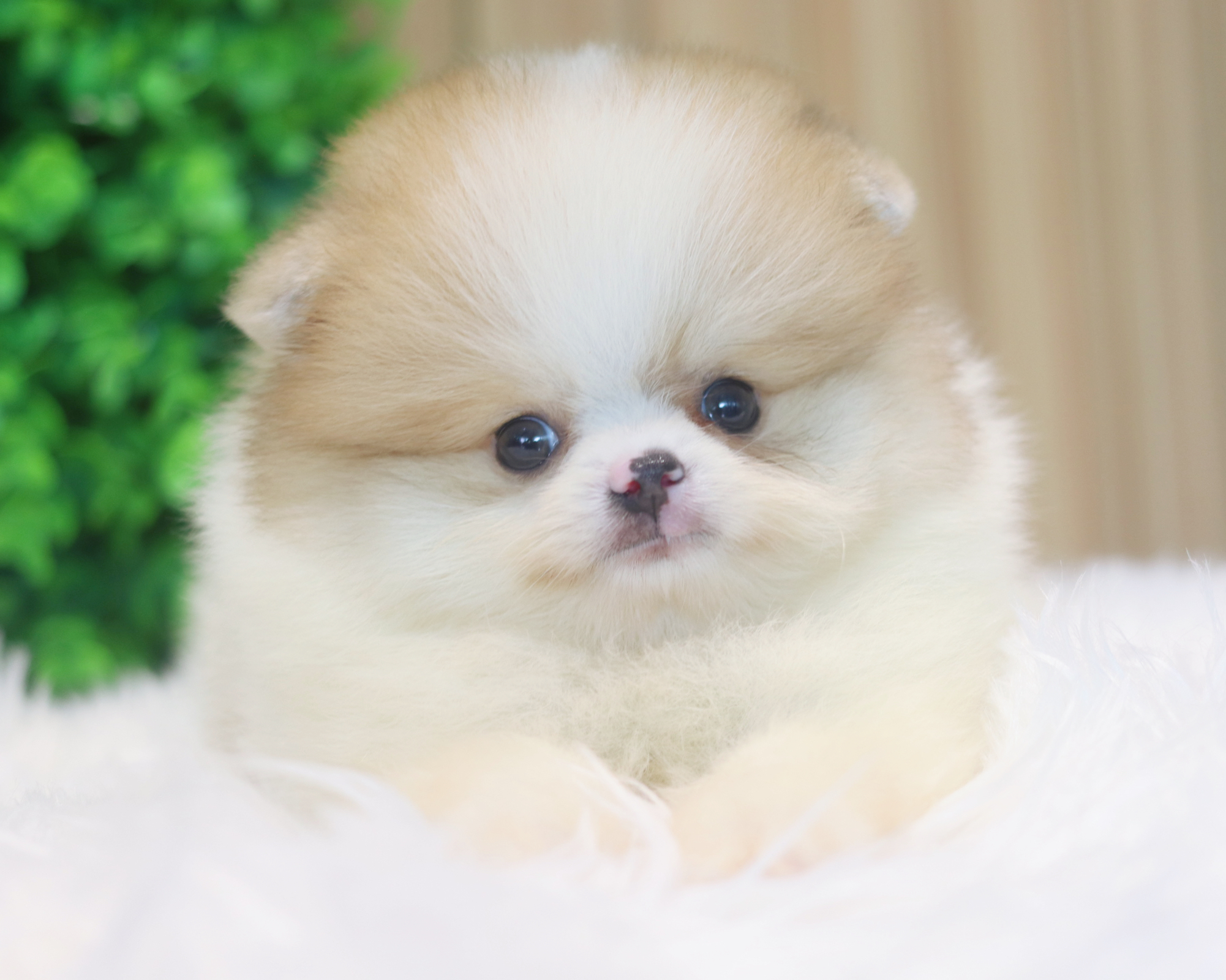 ปอมเมอเรเนียน เพศผู้สีแฟนซีเกรดโชว์