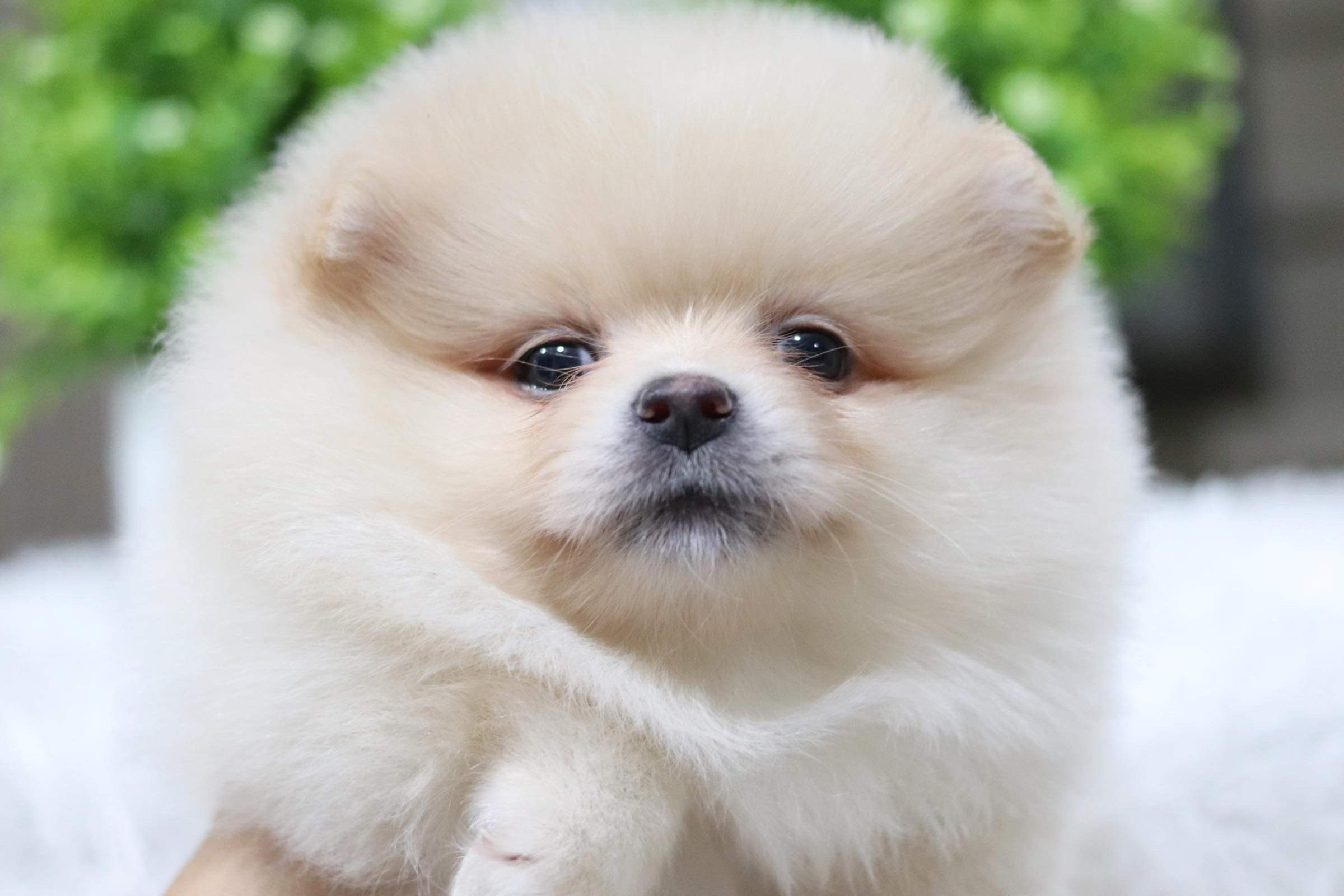 ปอมเมอเรเนียน เพศเมีย