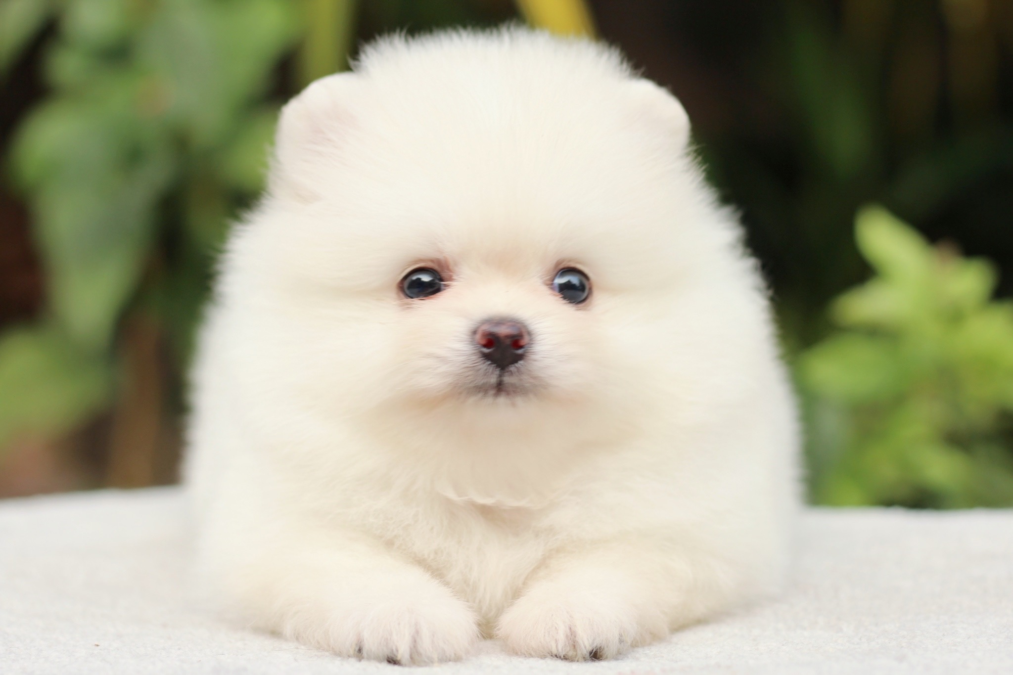 ปอมเมอเรเนียน เพศผู้ขาวครีม