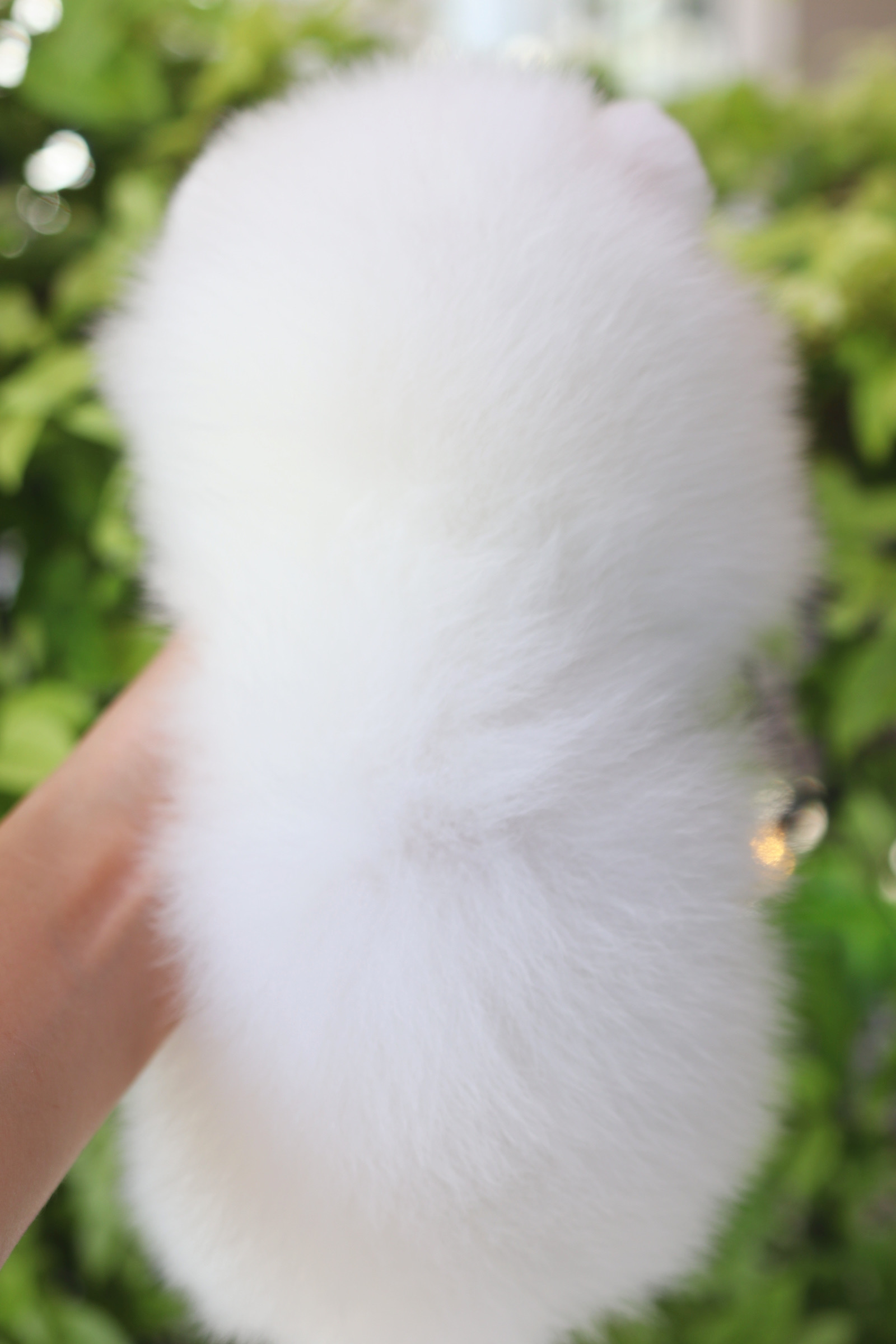 ปอมเมอเรเนียน เพศผู้สีขาวเกรดโชว์