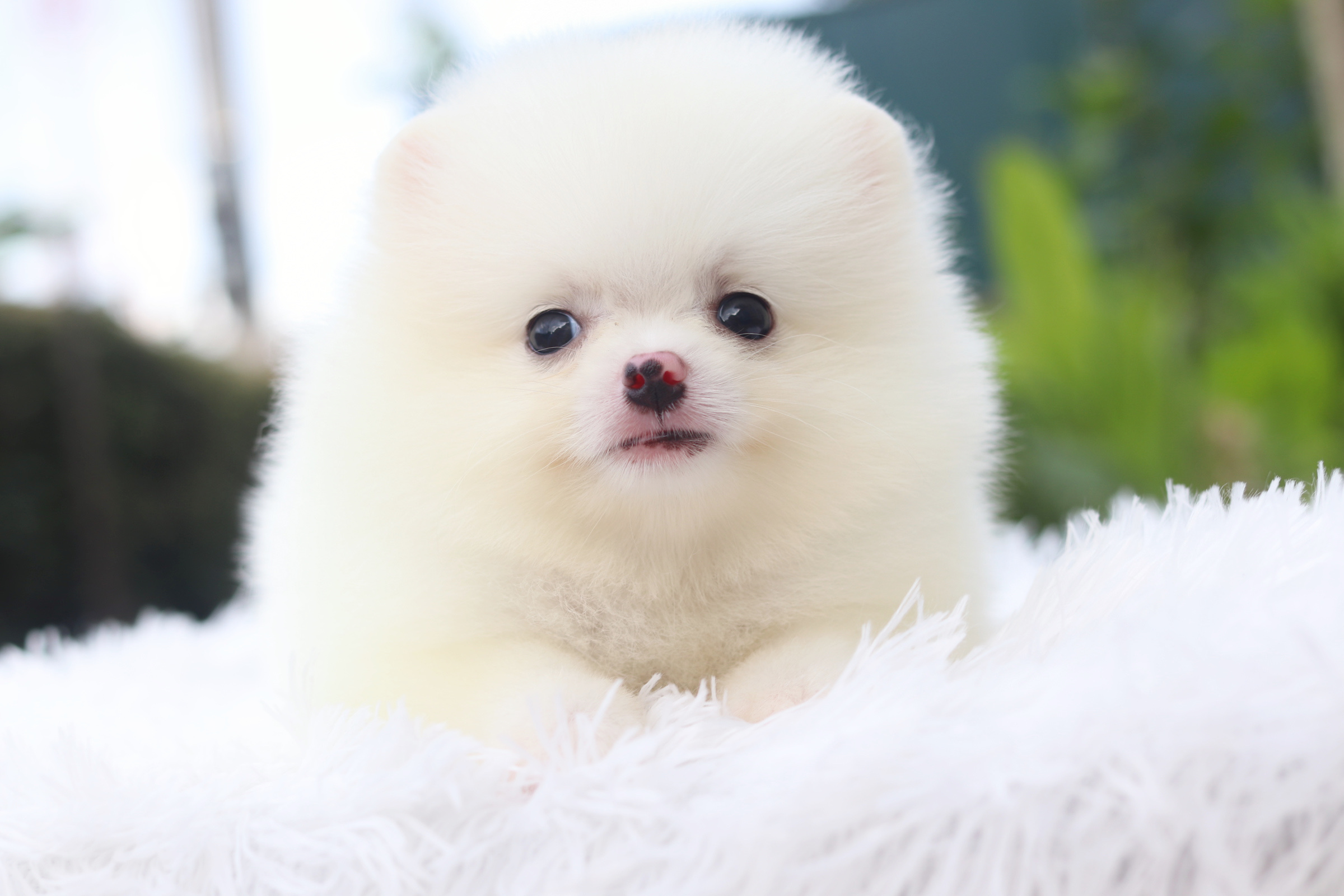 ปอมเมอเรเนียน เพศผู้ สีขาว