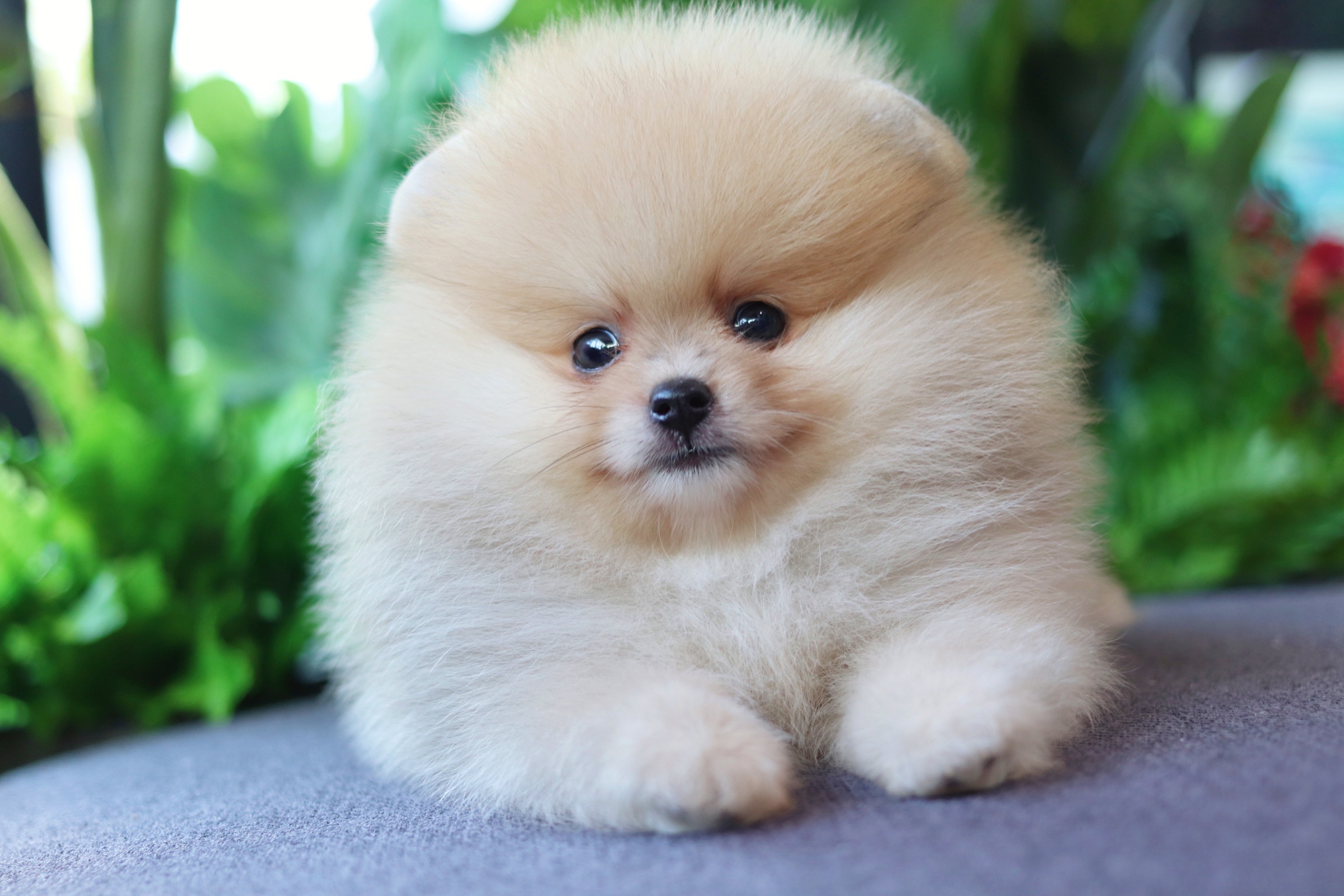 ปอมเมอเรเนียน เพศผู้ สีเรดเมอร์