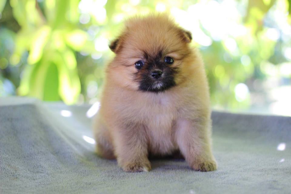 ปอมเมอเรเนียน เพศเมีย