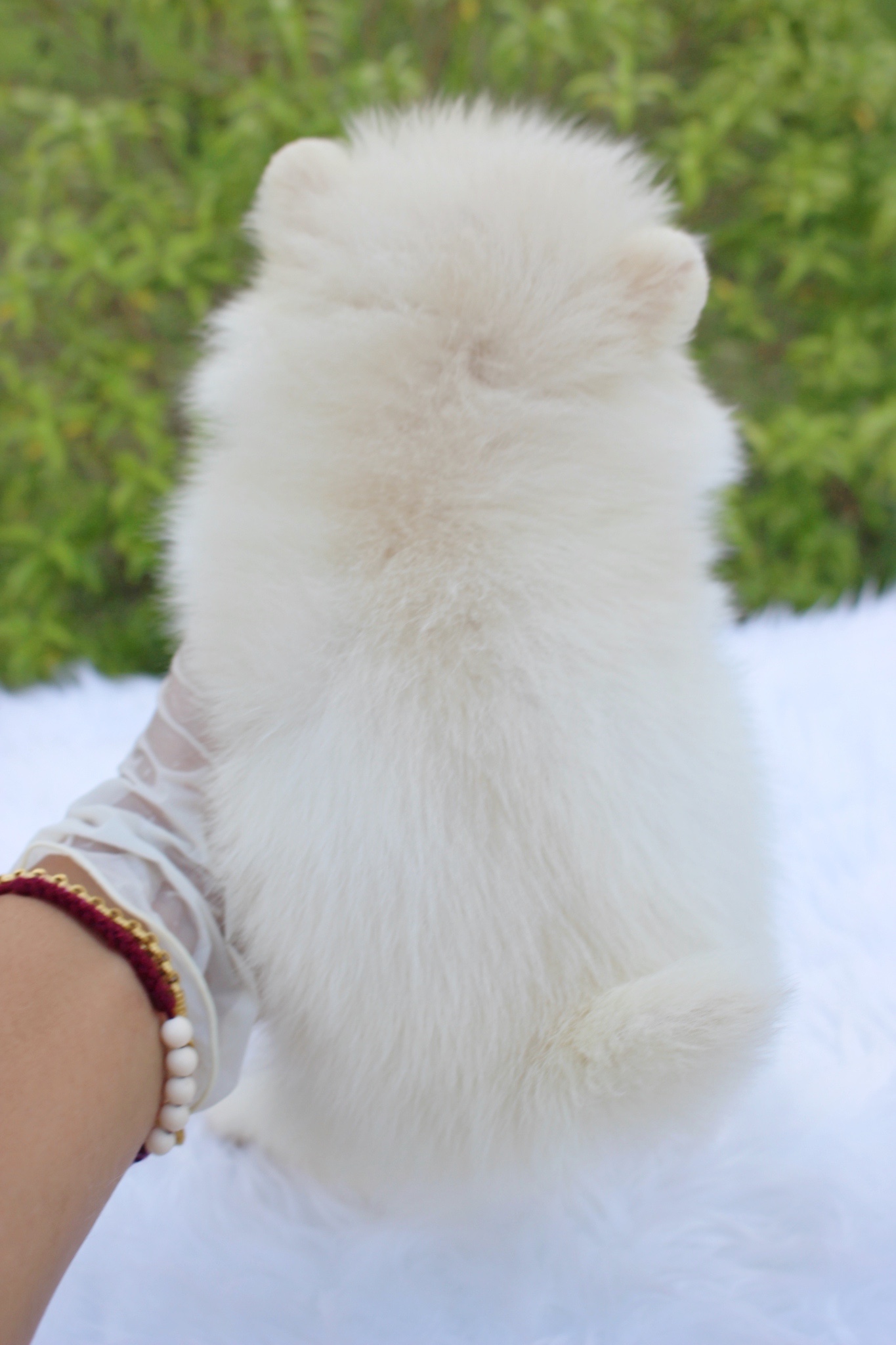 ปอมเมอเรเนียน เพศเมียขาวครีมไซส์เล็ก