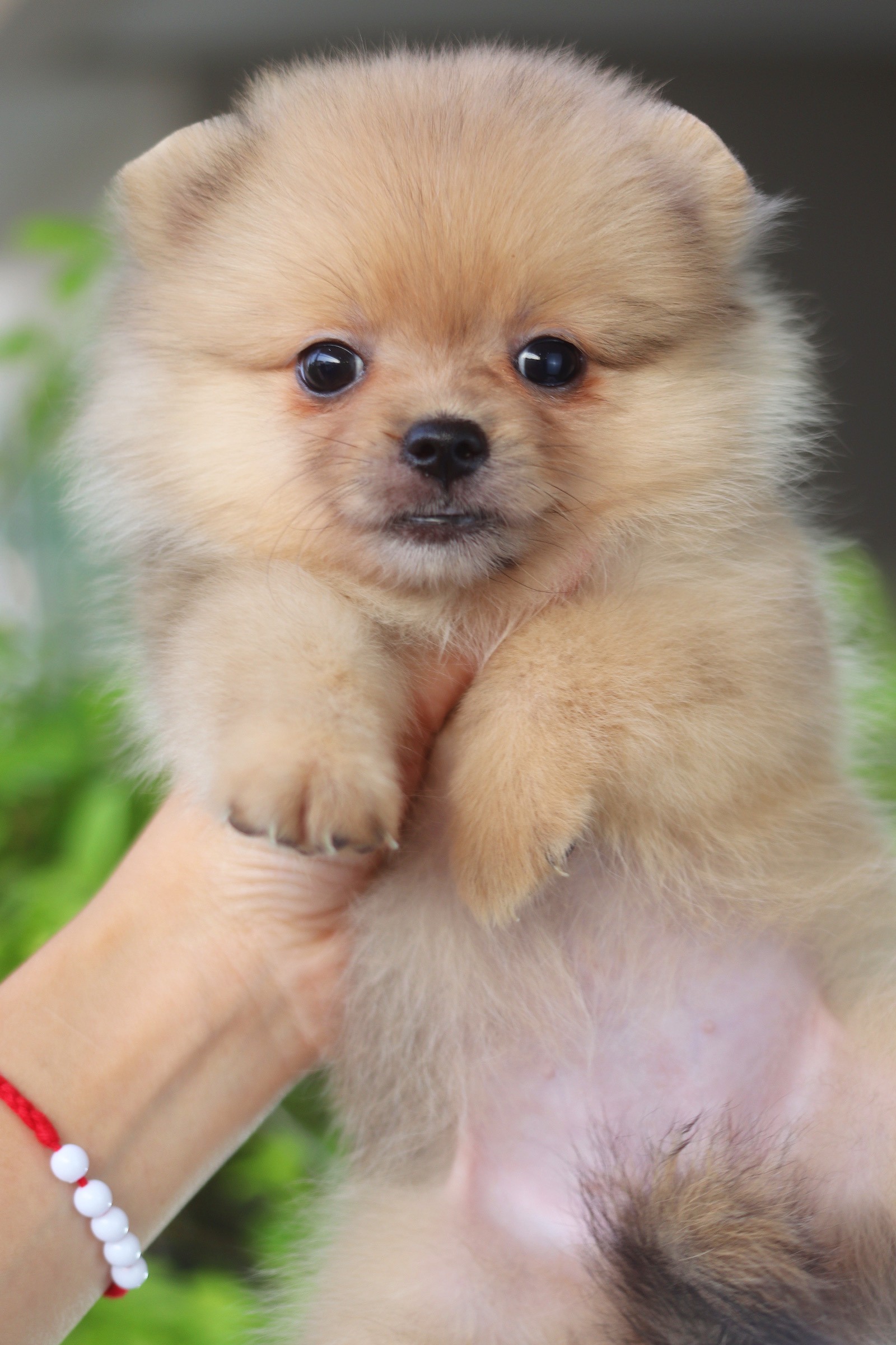 ปอมเมอเรเนียน เพศเมียสีส้ม