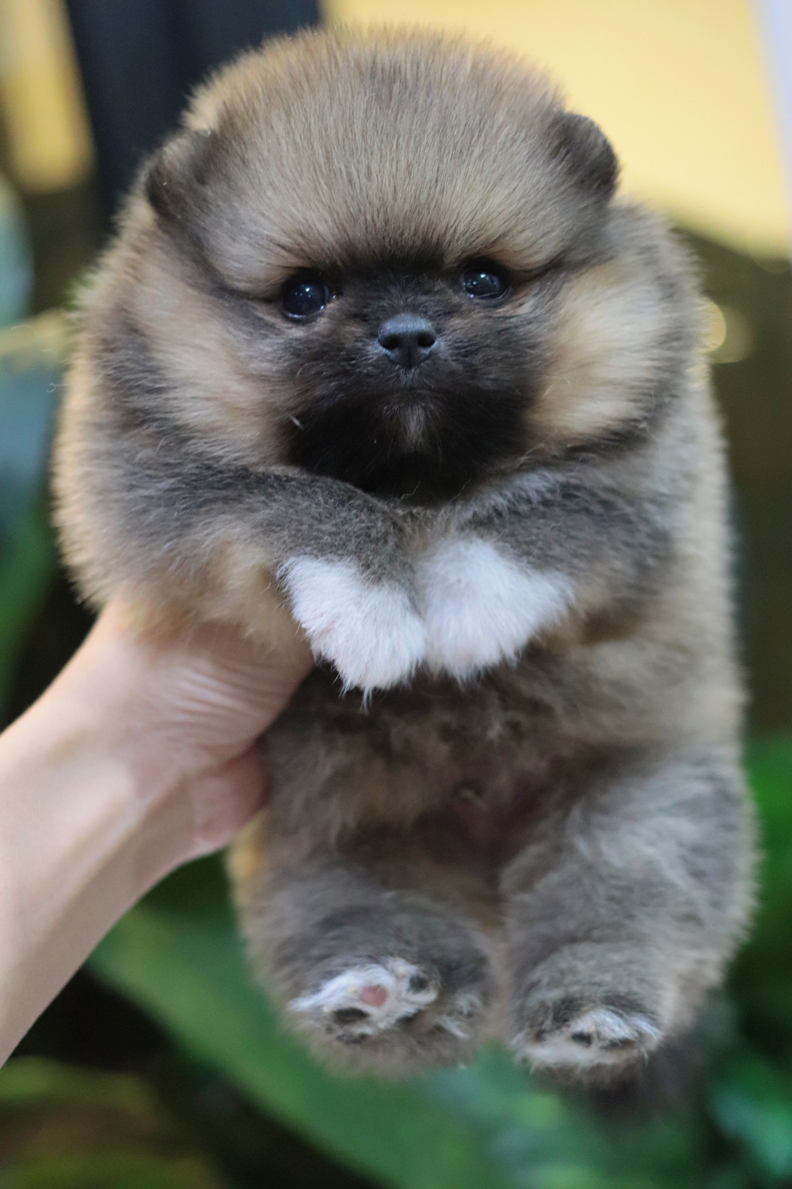 ปอมเมอเรเนียน เพศผู้ สีส้ม