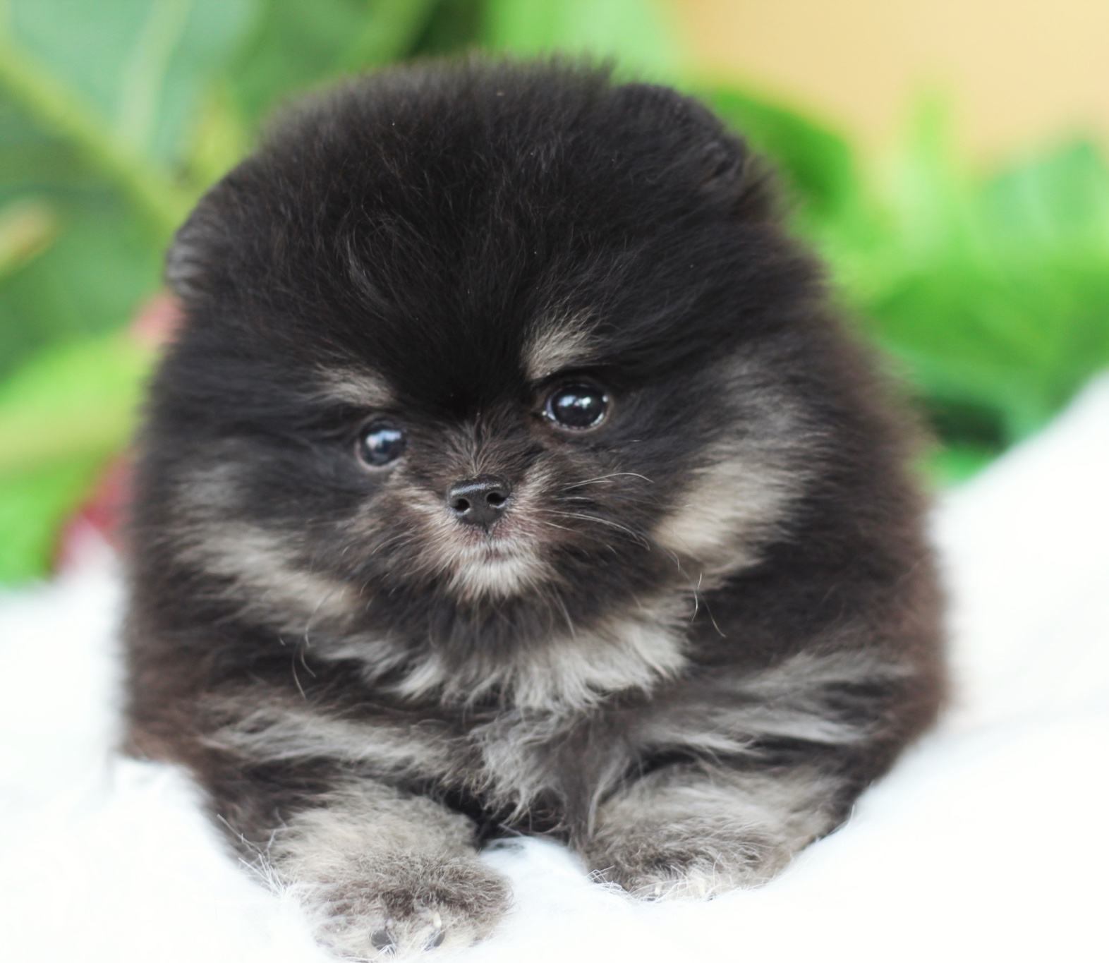 ปอมเมอเรเนียน เพศผู้ แบล็คแทน เกรดโชว์