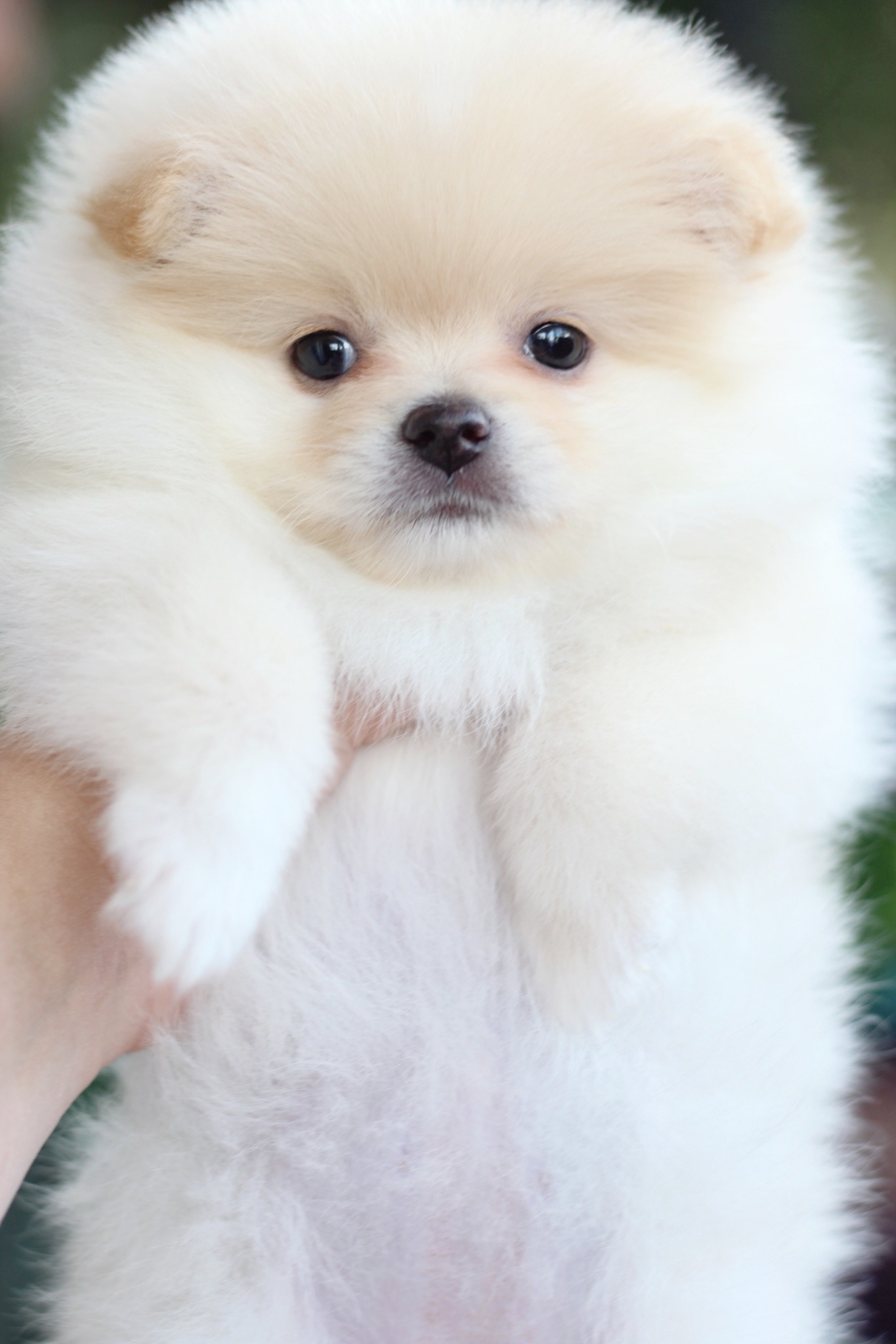 ปอมเมอเรเนียน เพศเมีย ขาวครีม