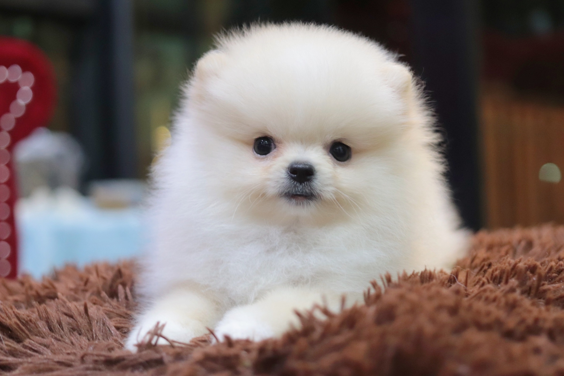 ปอมเมอเรเนียน เพศเมีย