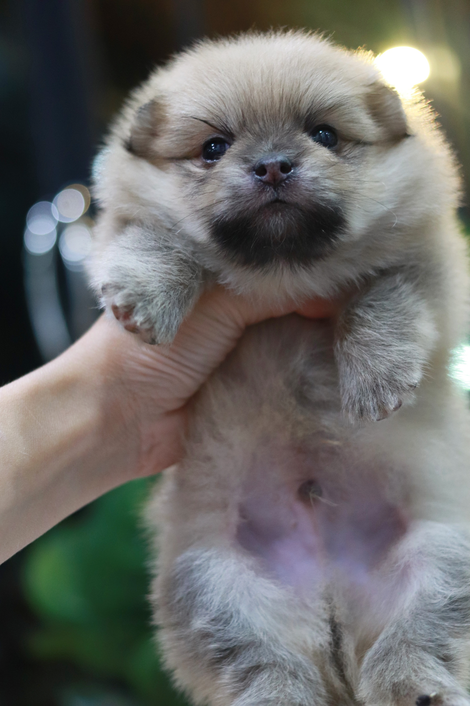 ปอมเมอเรเนียน เพศผู้ สีส้ม