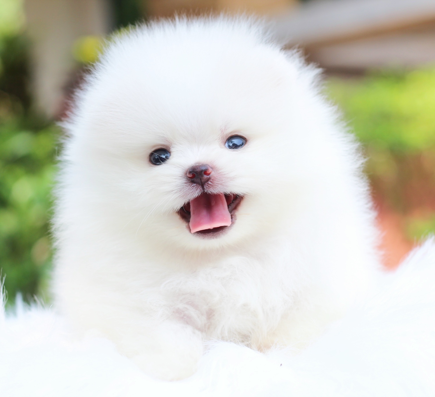 ปอมเมอเรเนียน เพศผู้ สีขาวครีม